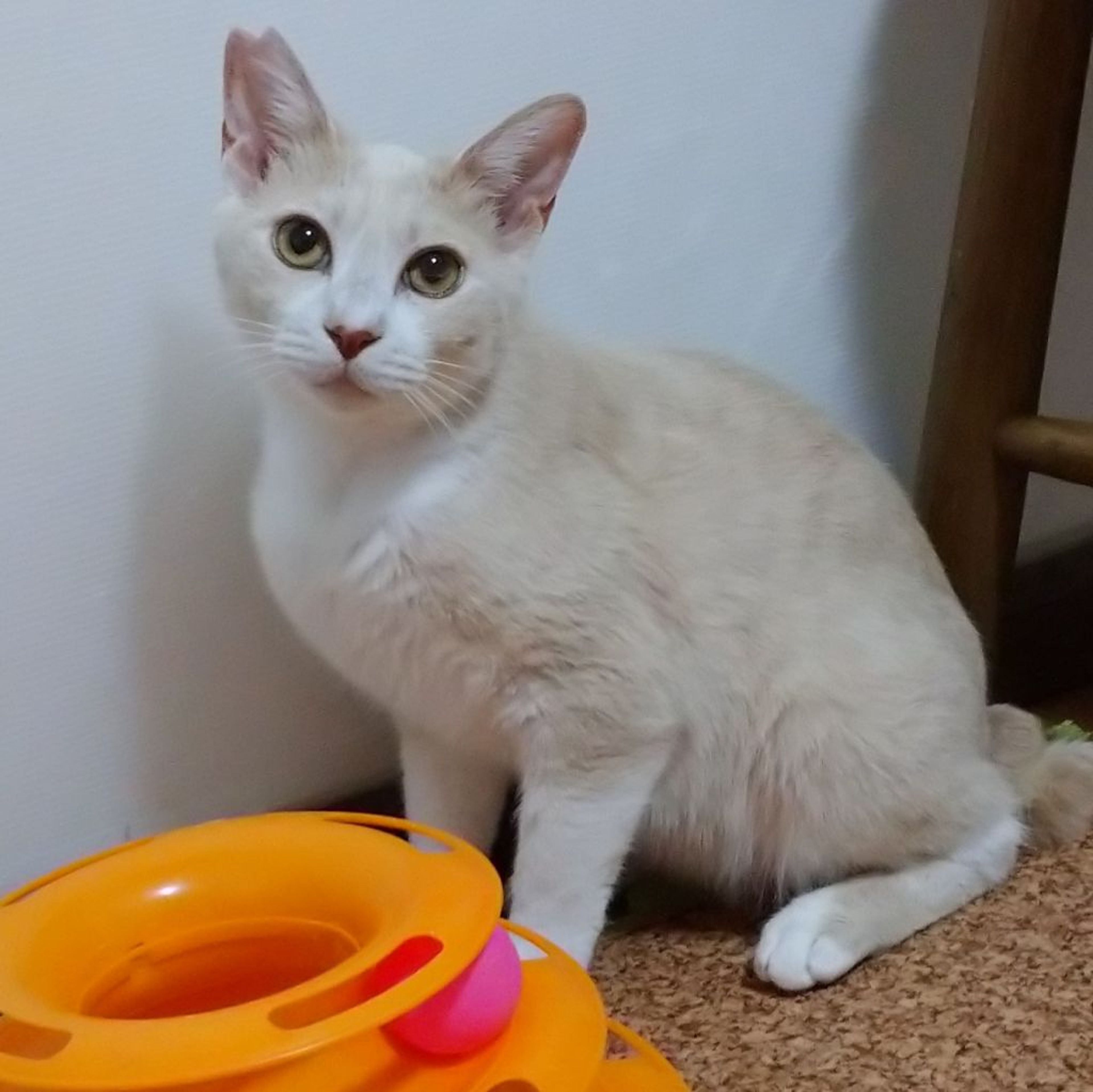 雑種（ミックス猫）・オスの里親募集の写真