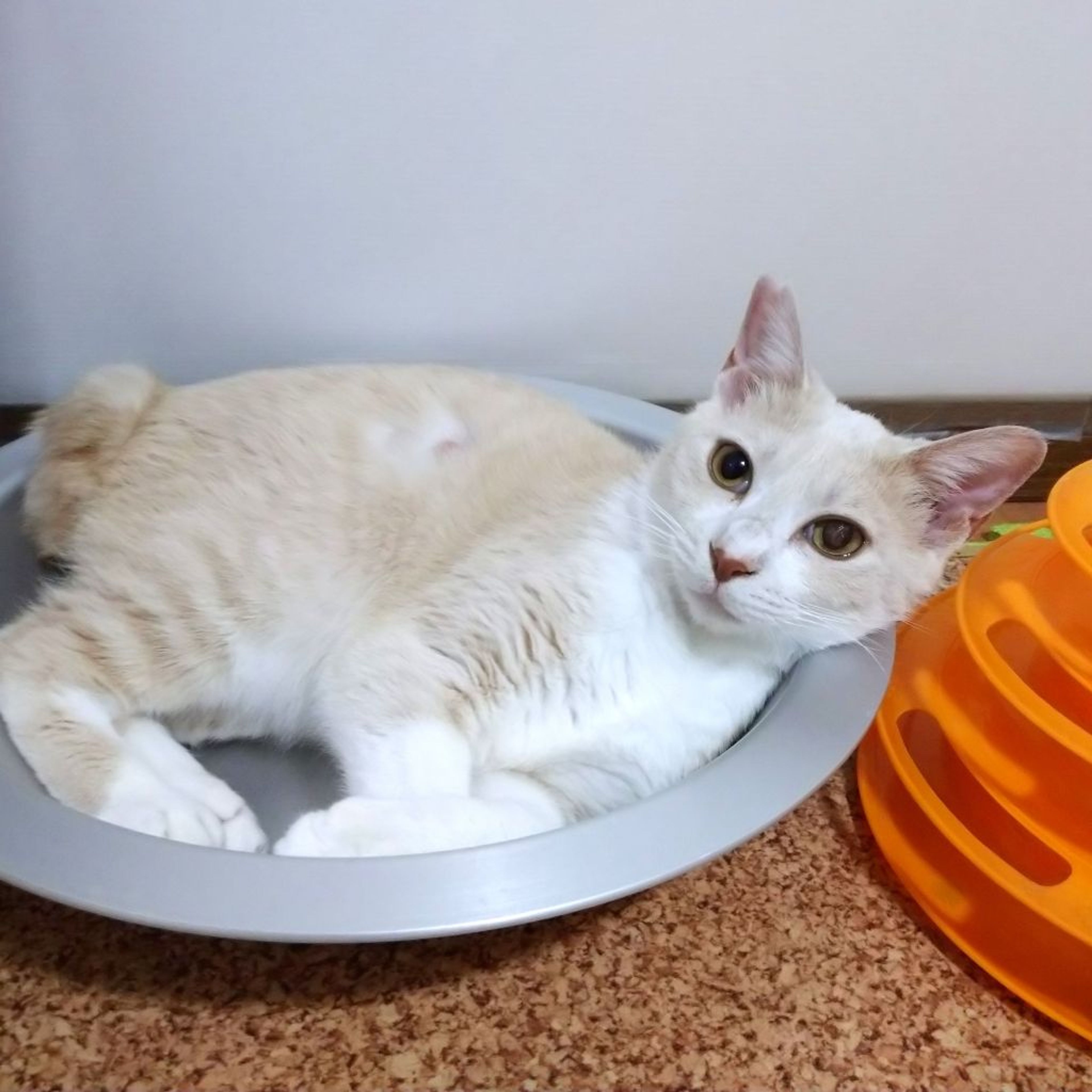 pet-image-2