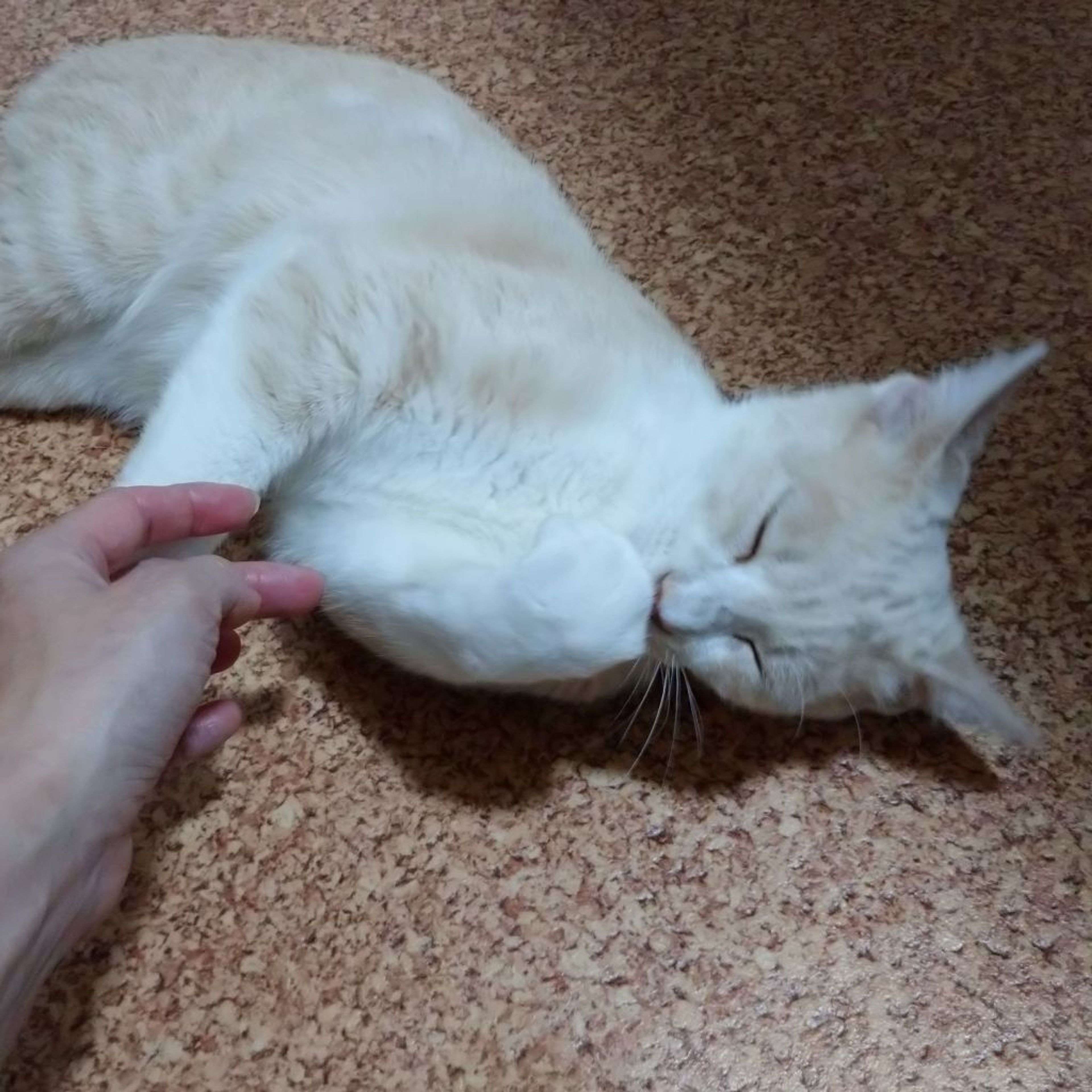 pet-image-4