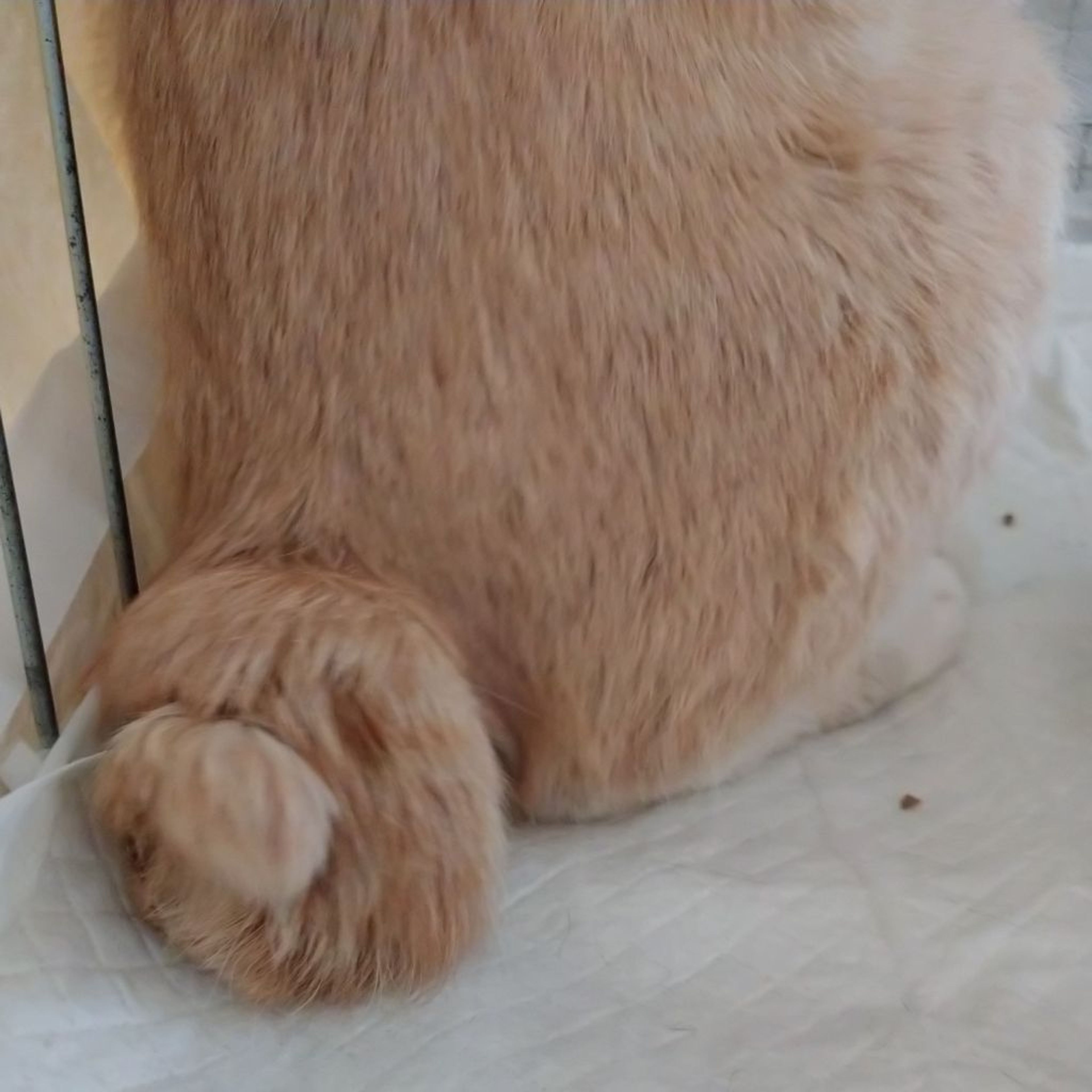 pet-image-5