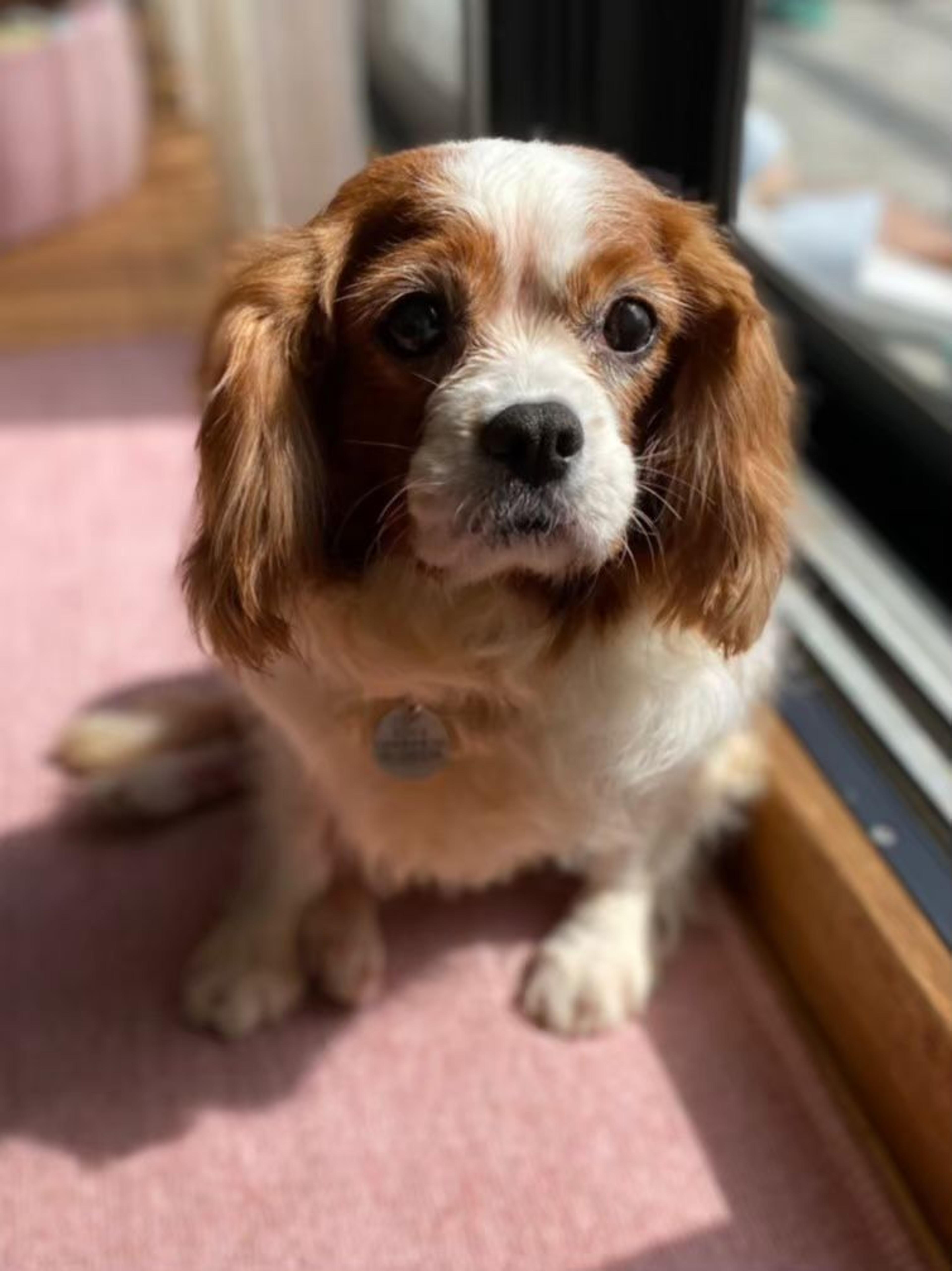pet-image-4