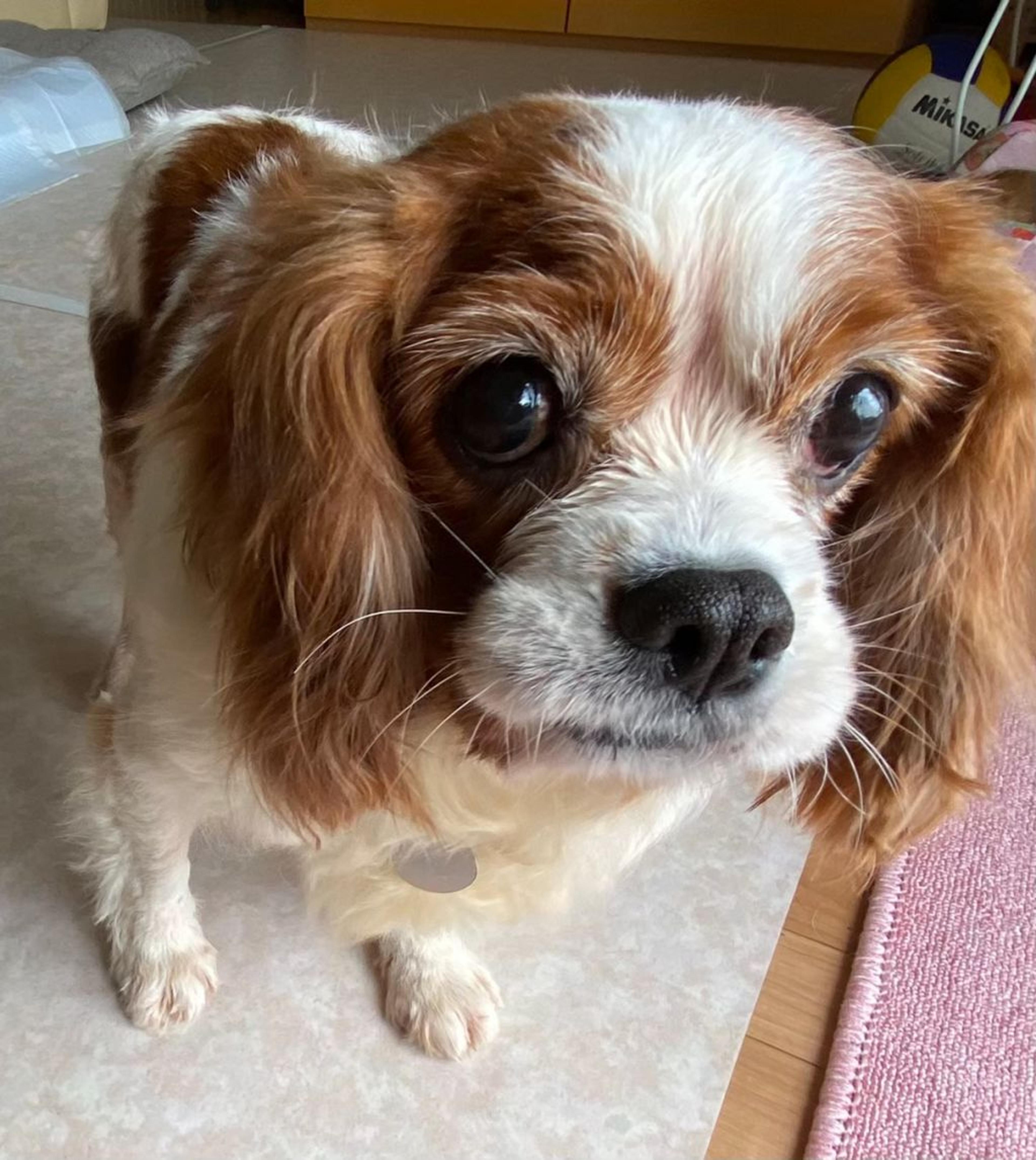 pet-image-6