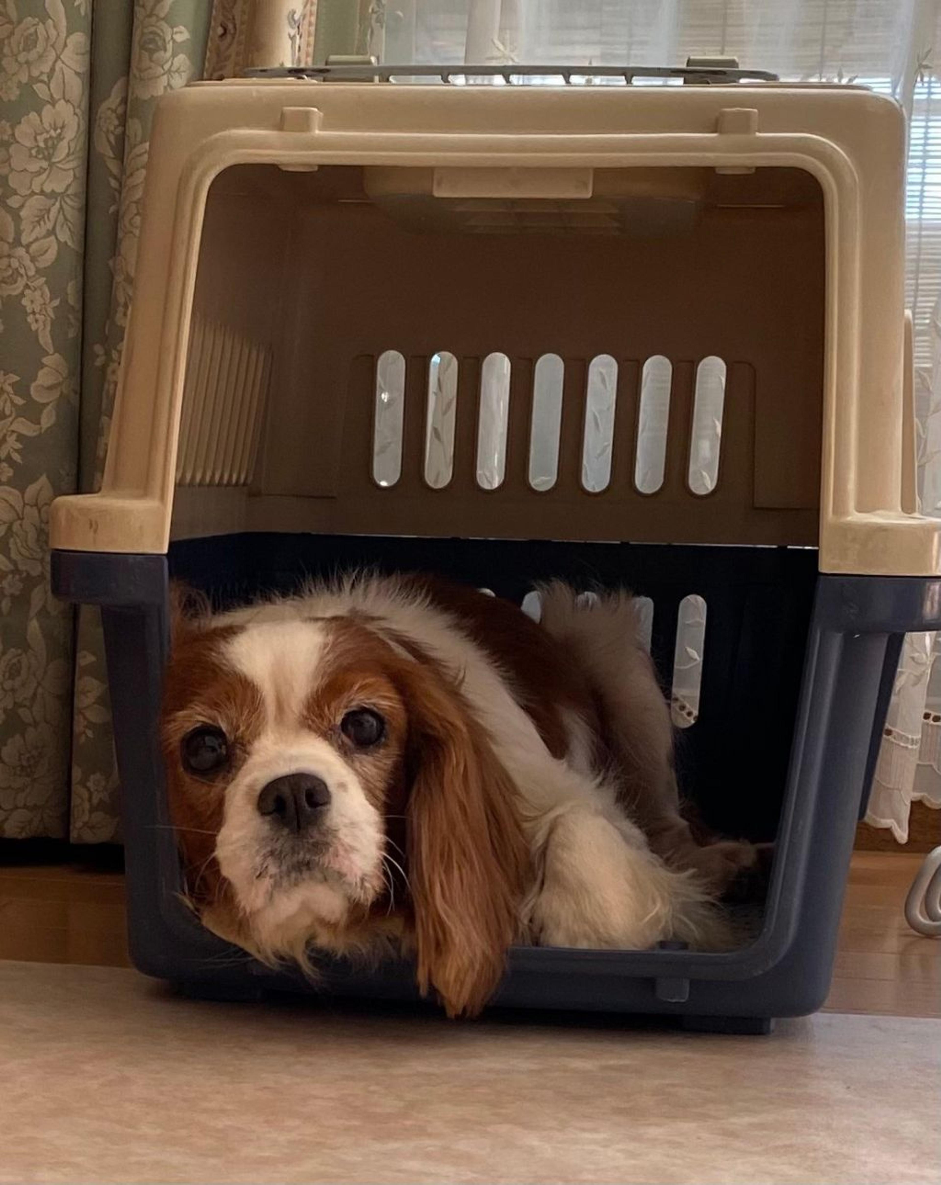 pet-image-9