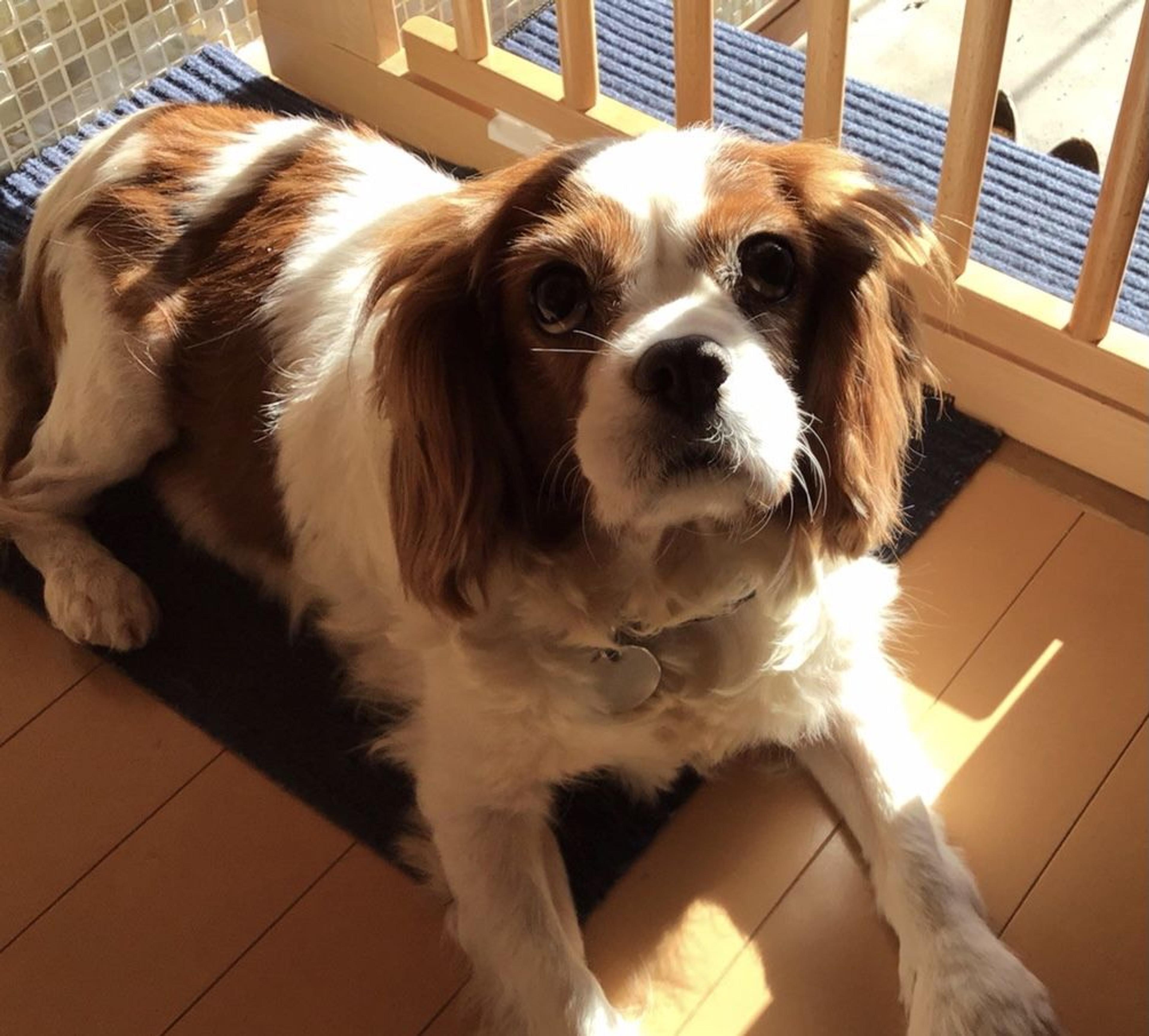 pet-image-2