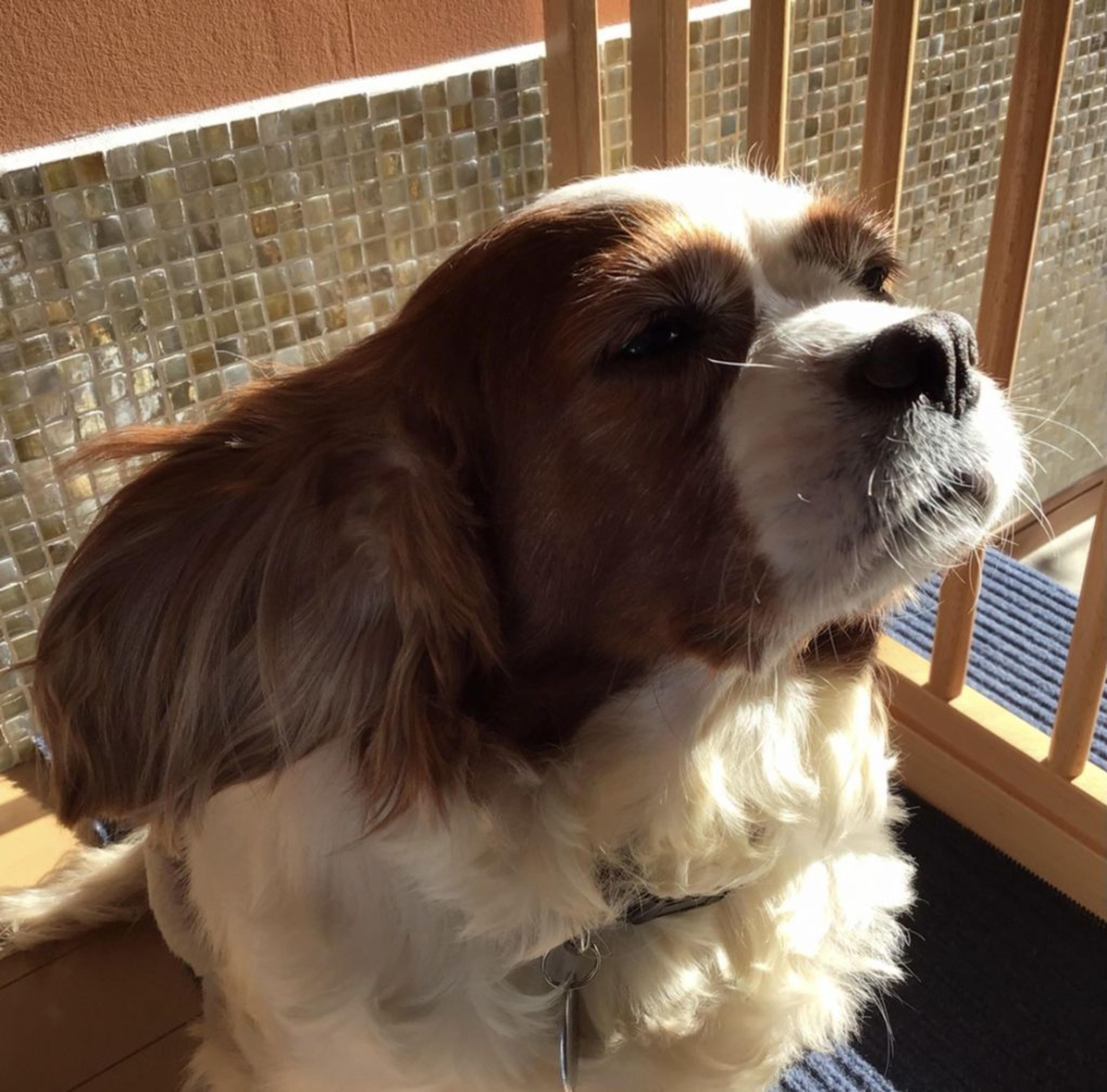 pet-image-5