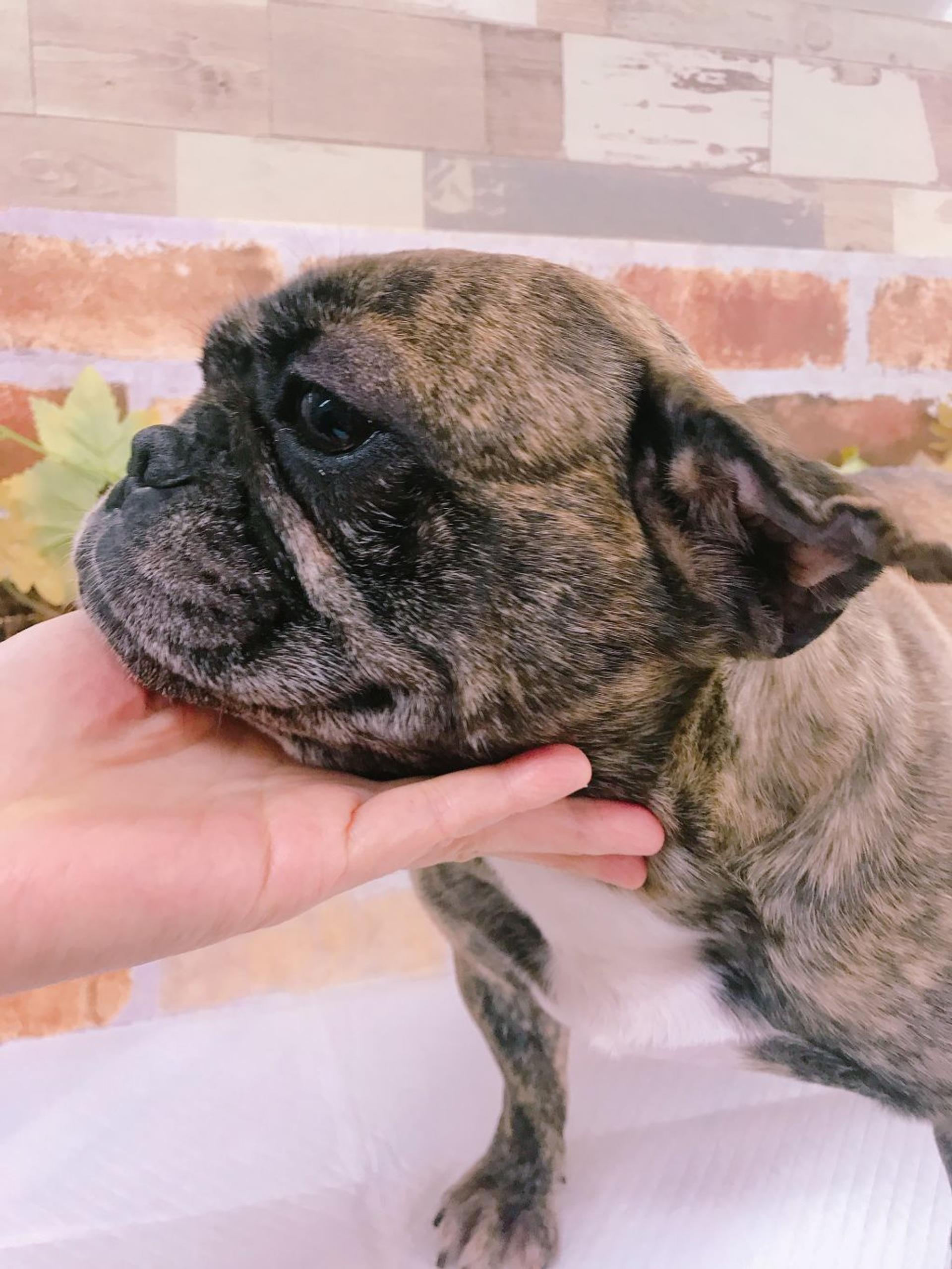pet-image-2