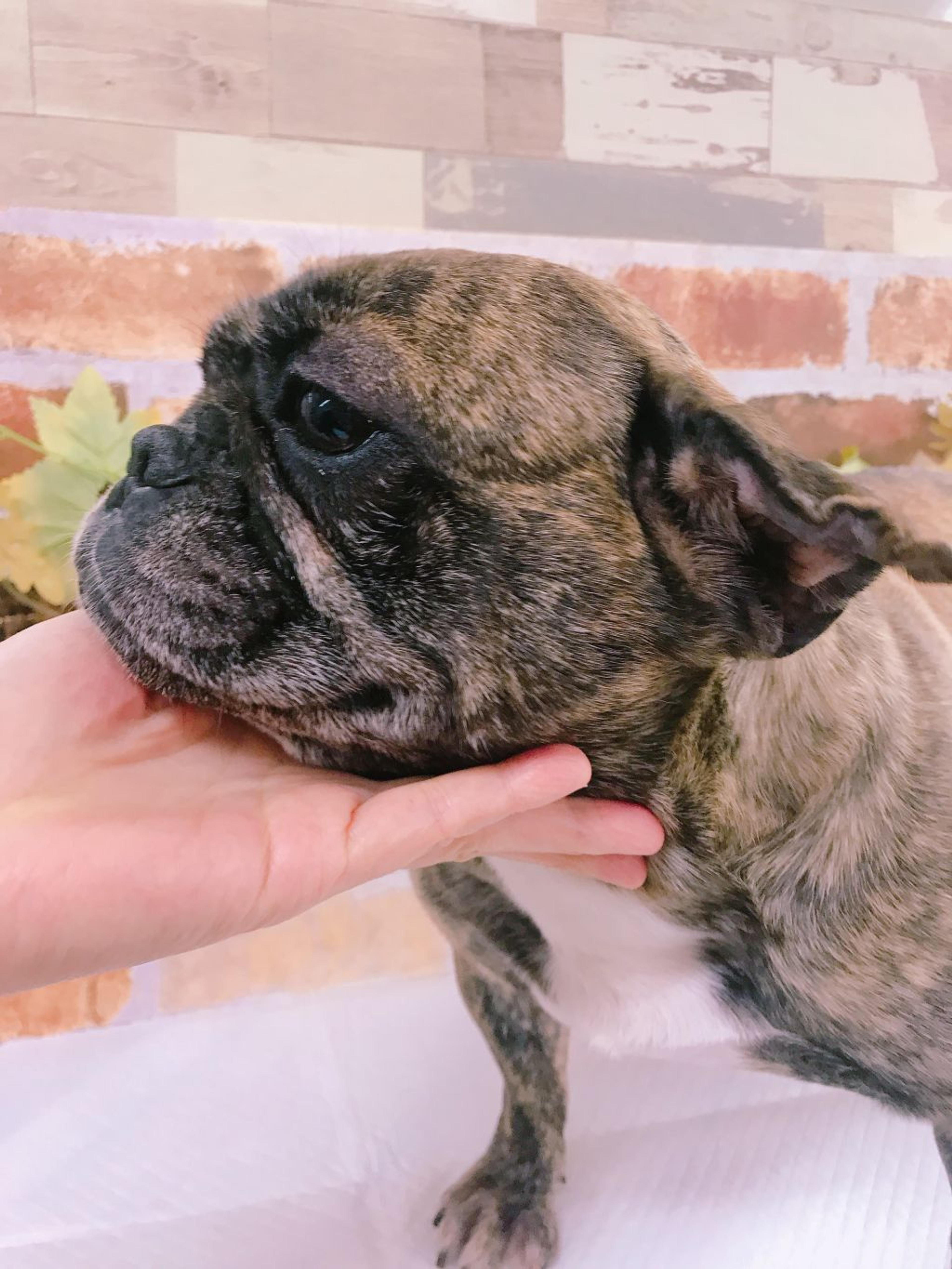 pet-image-2