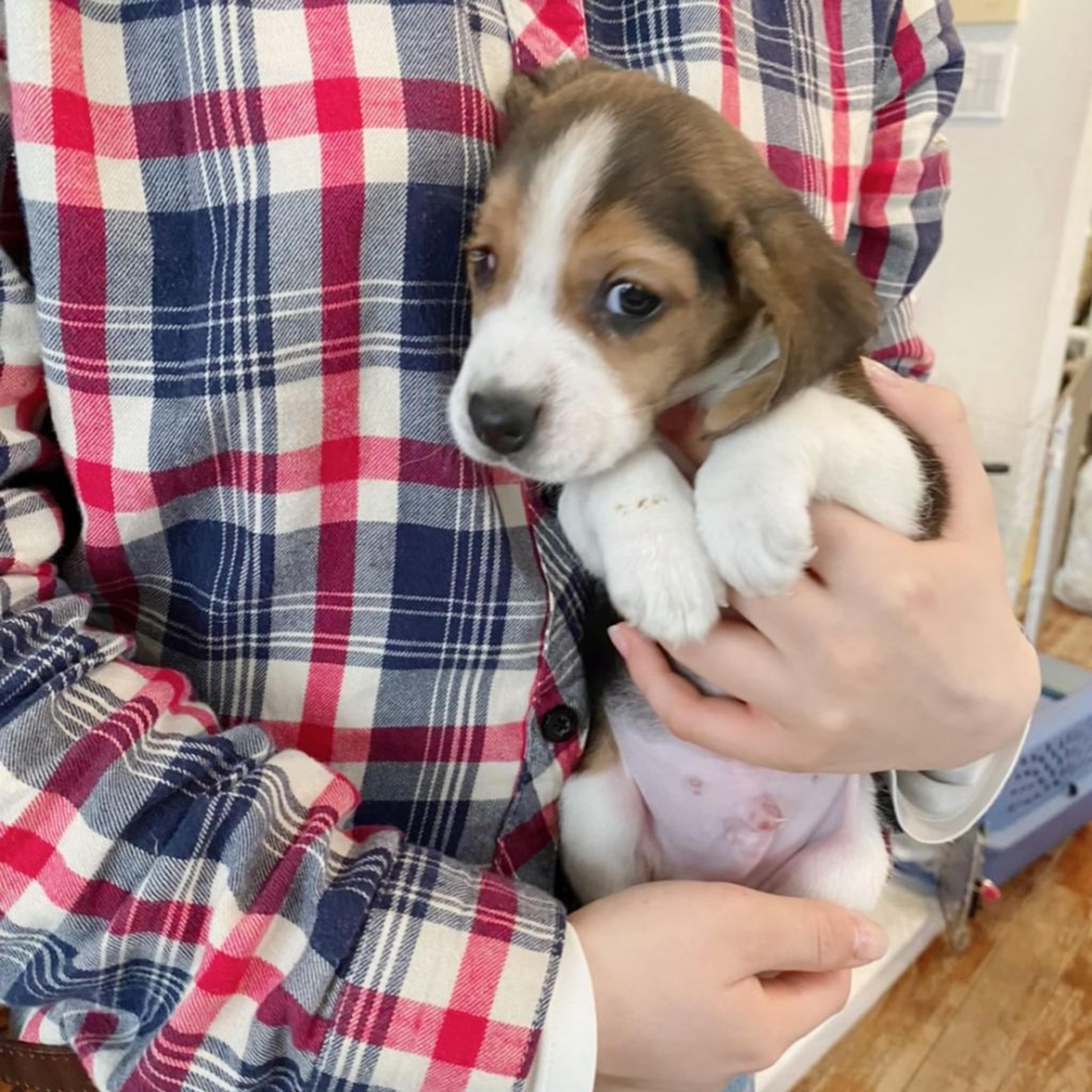 pet-image-2