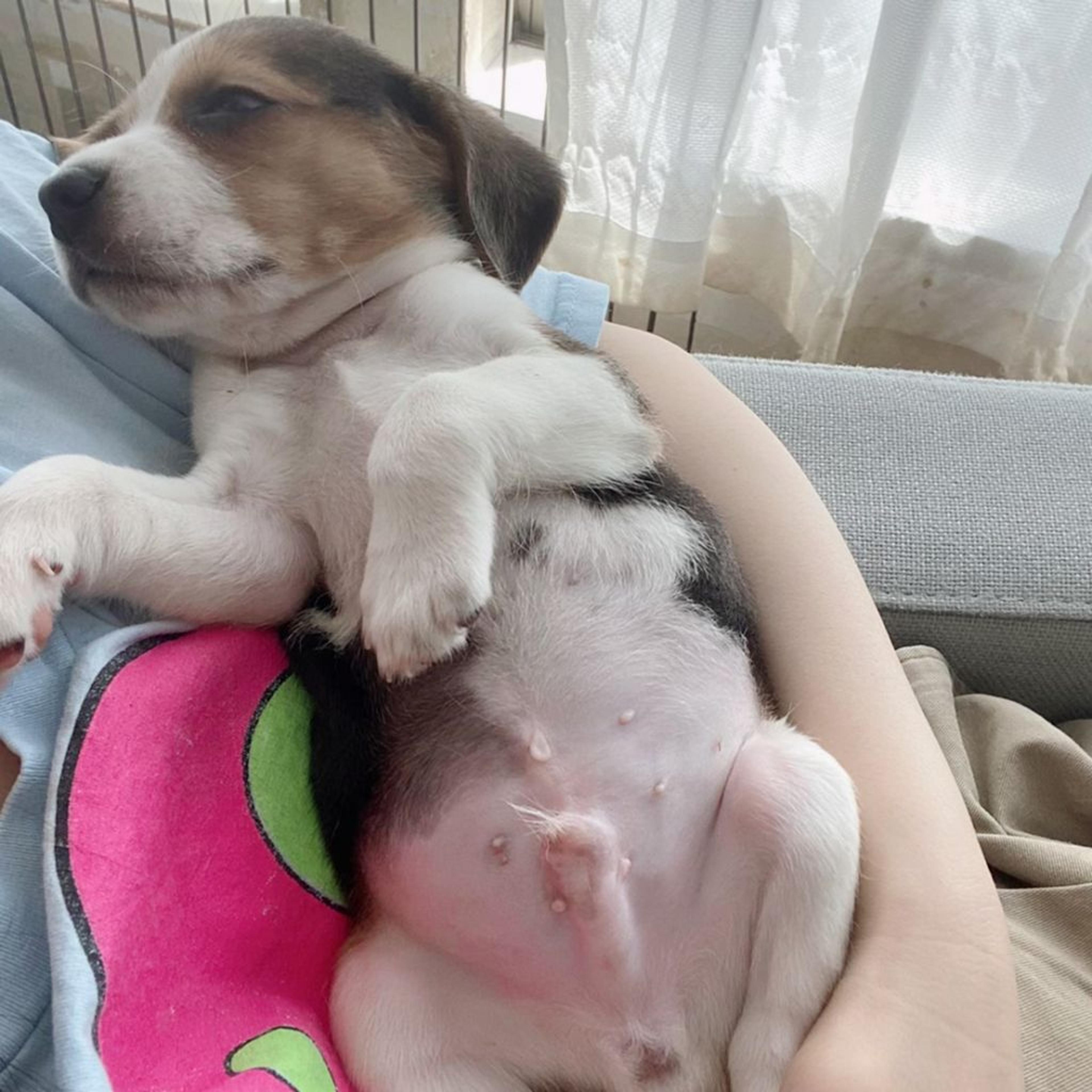 pet-image-3