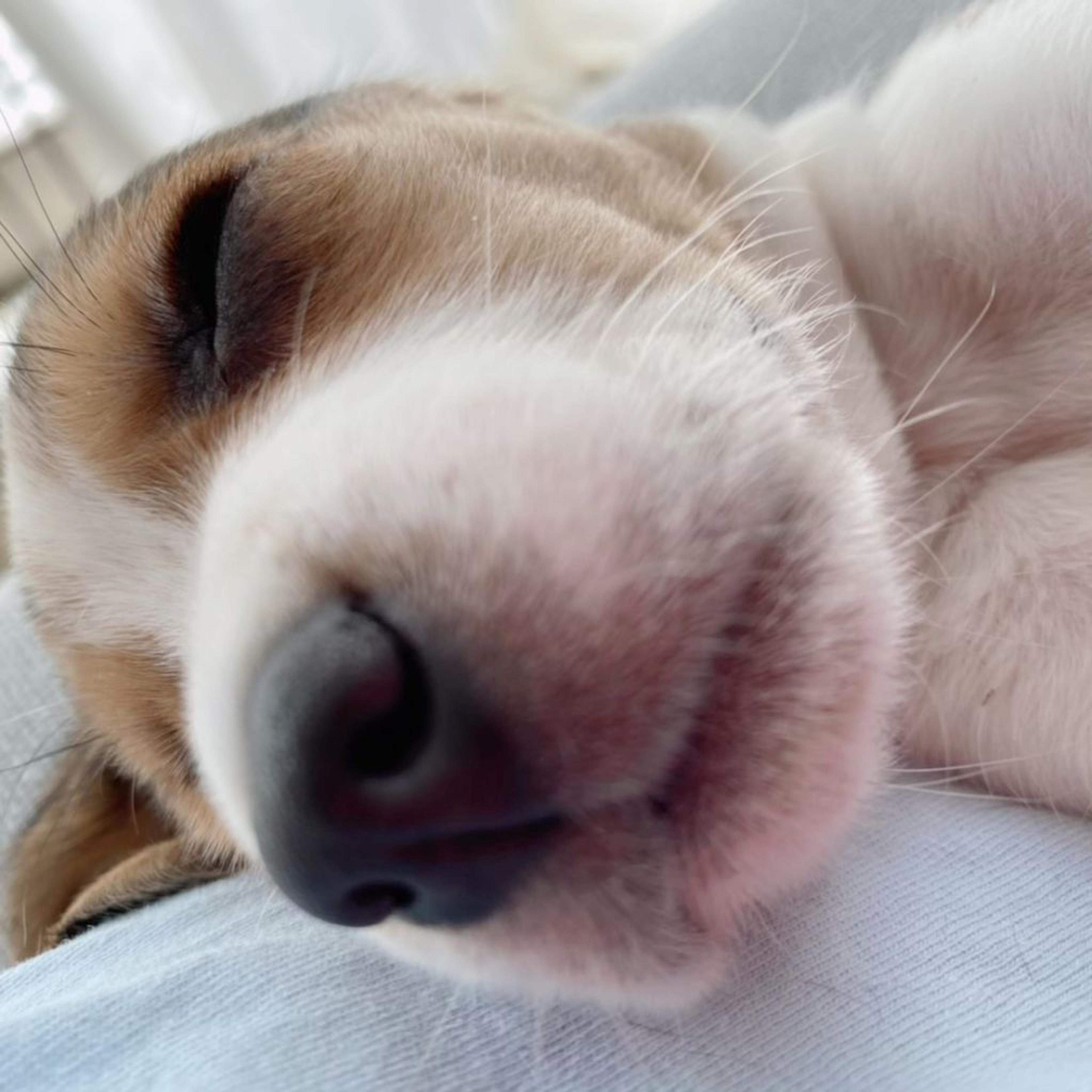 pet-image-4