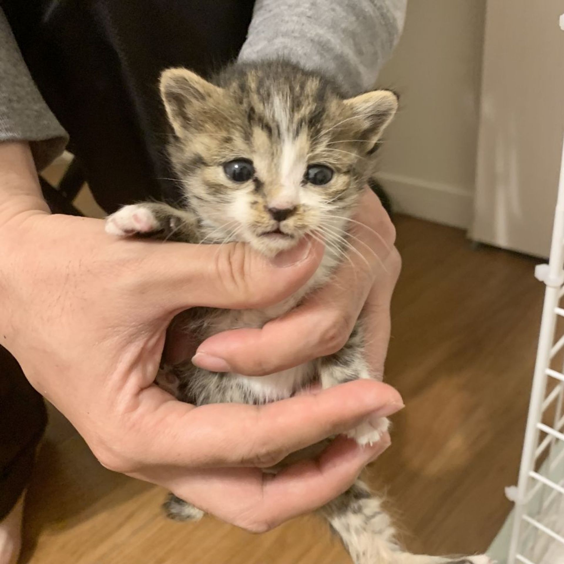 雑種（ミックス猫）・メスの里親募集の写真