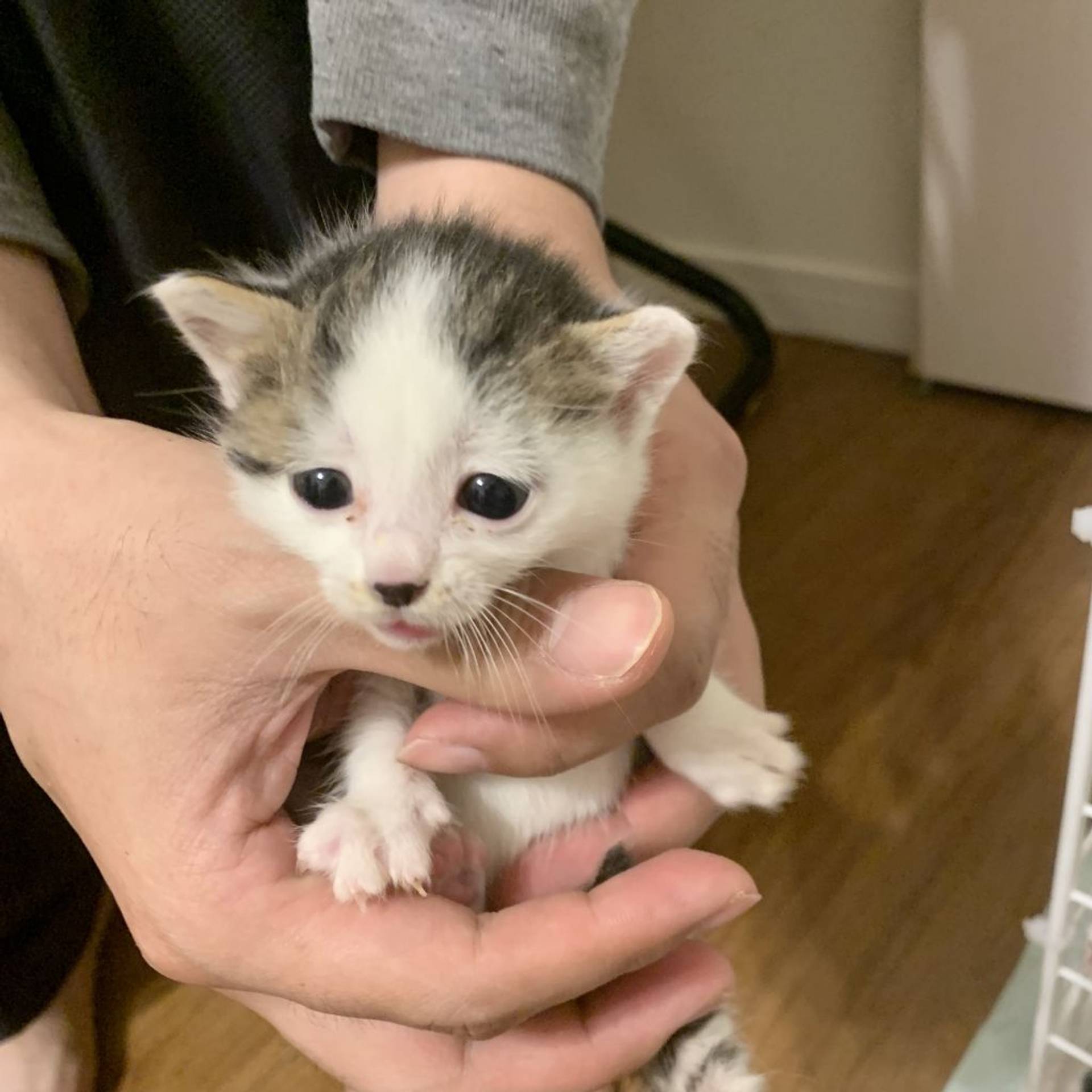 雑種（ミックス猫）・メスの里親募集の写真