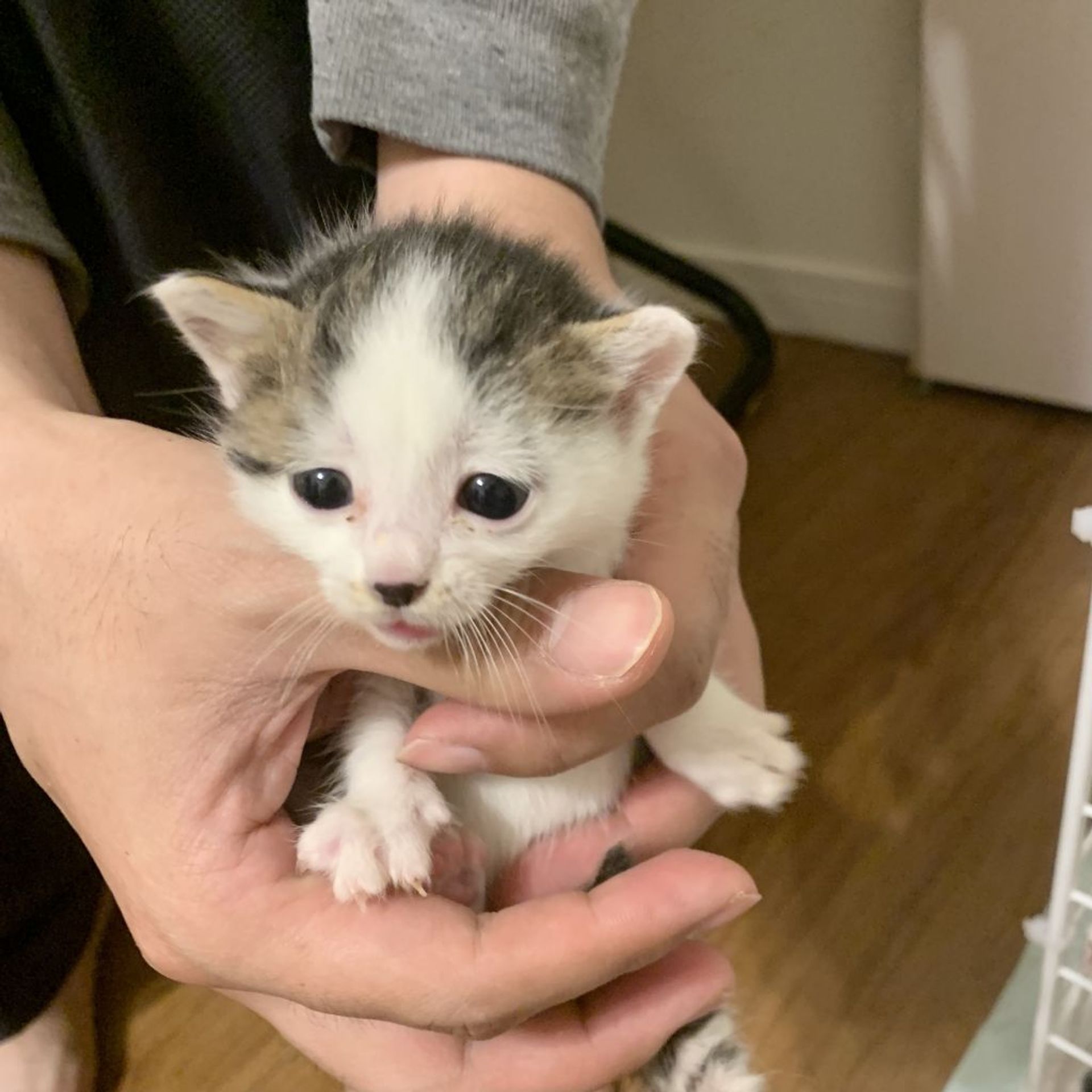 雑種（ミックス猫）・メスの里親募集の写真