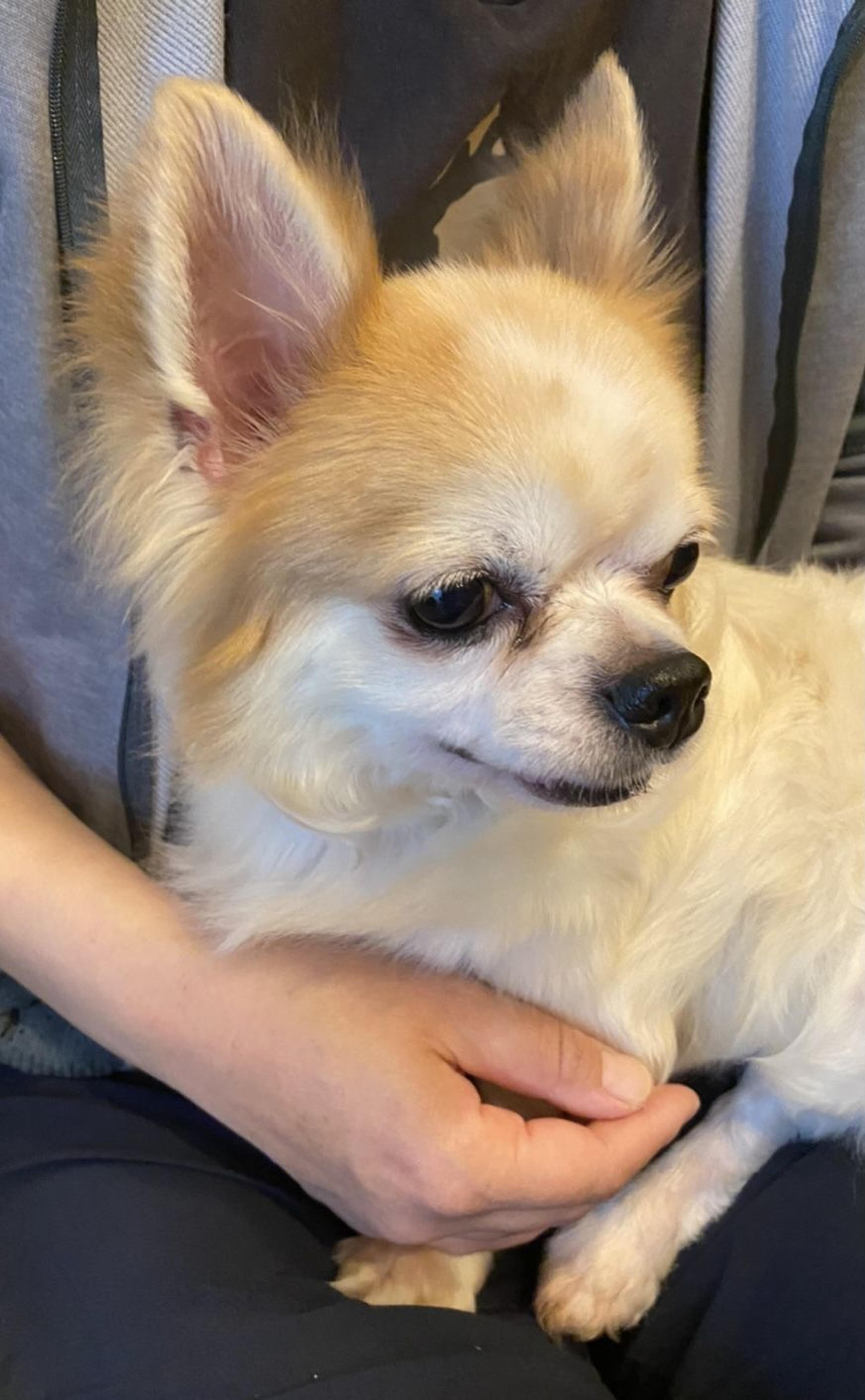 pet-image-2