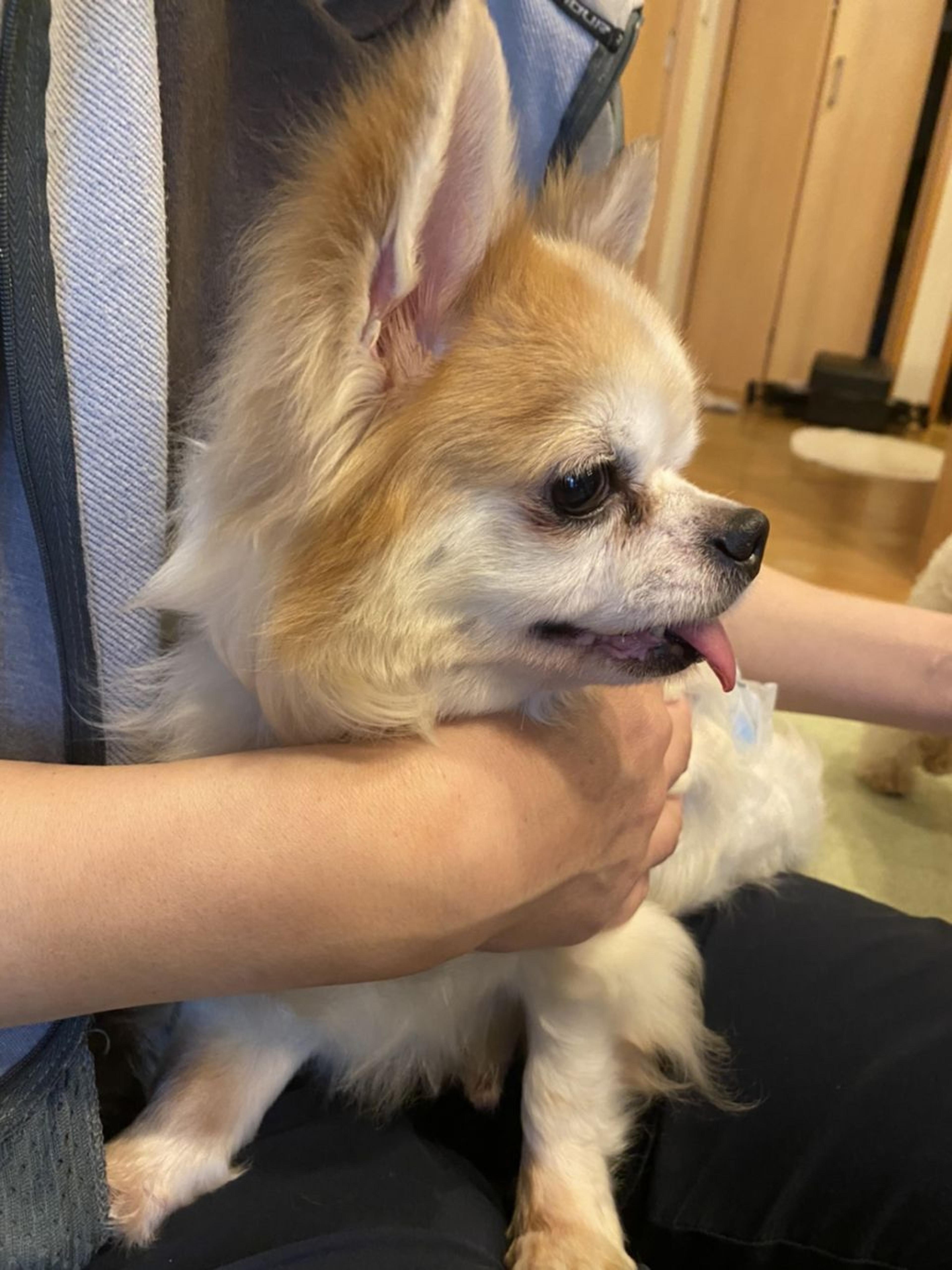 pet-image-3