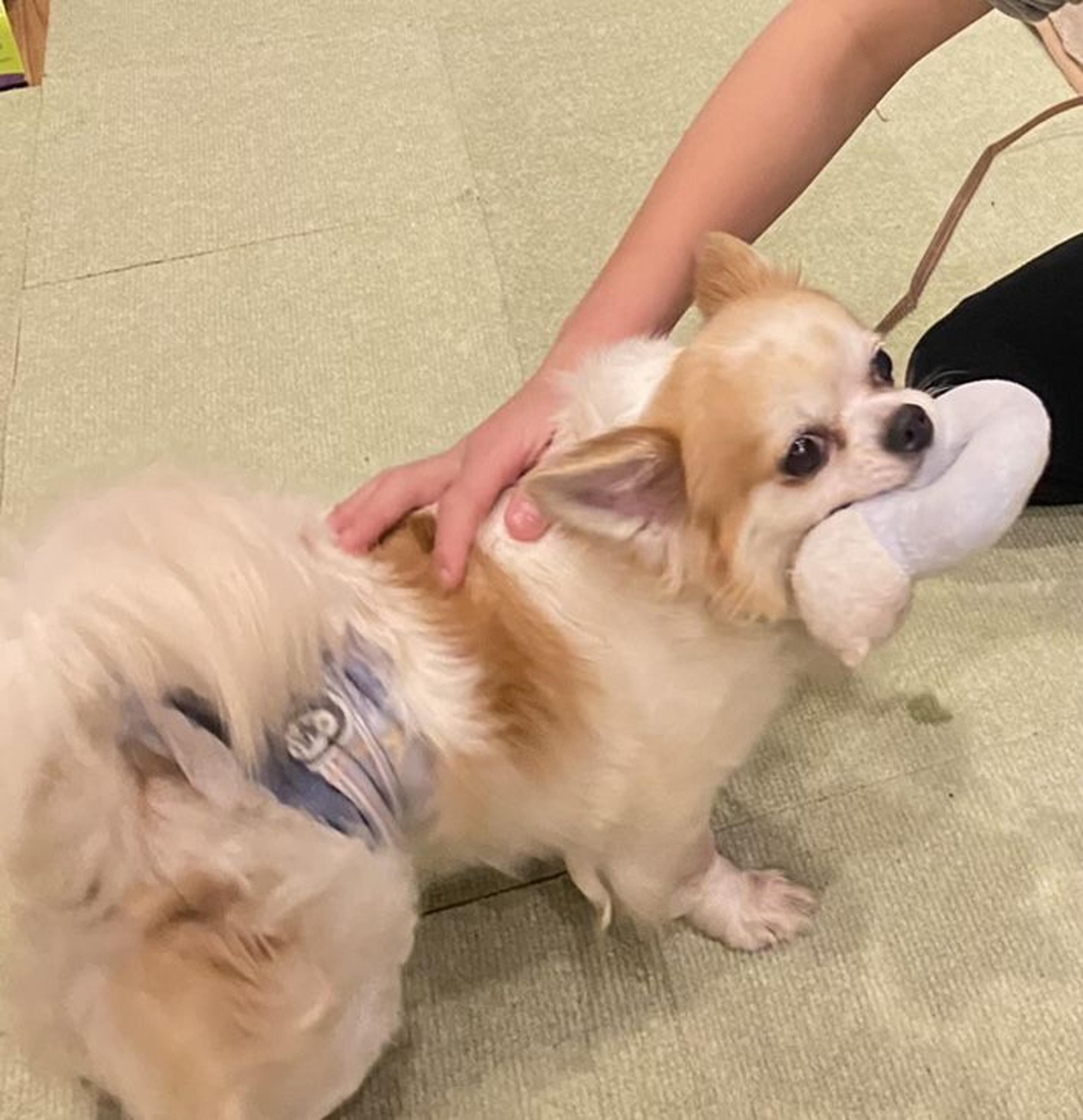 pet-image-4
