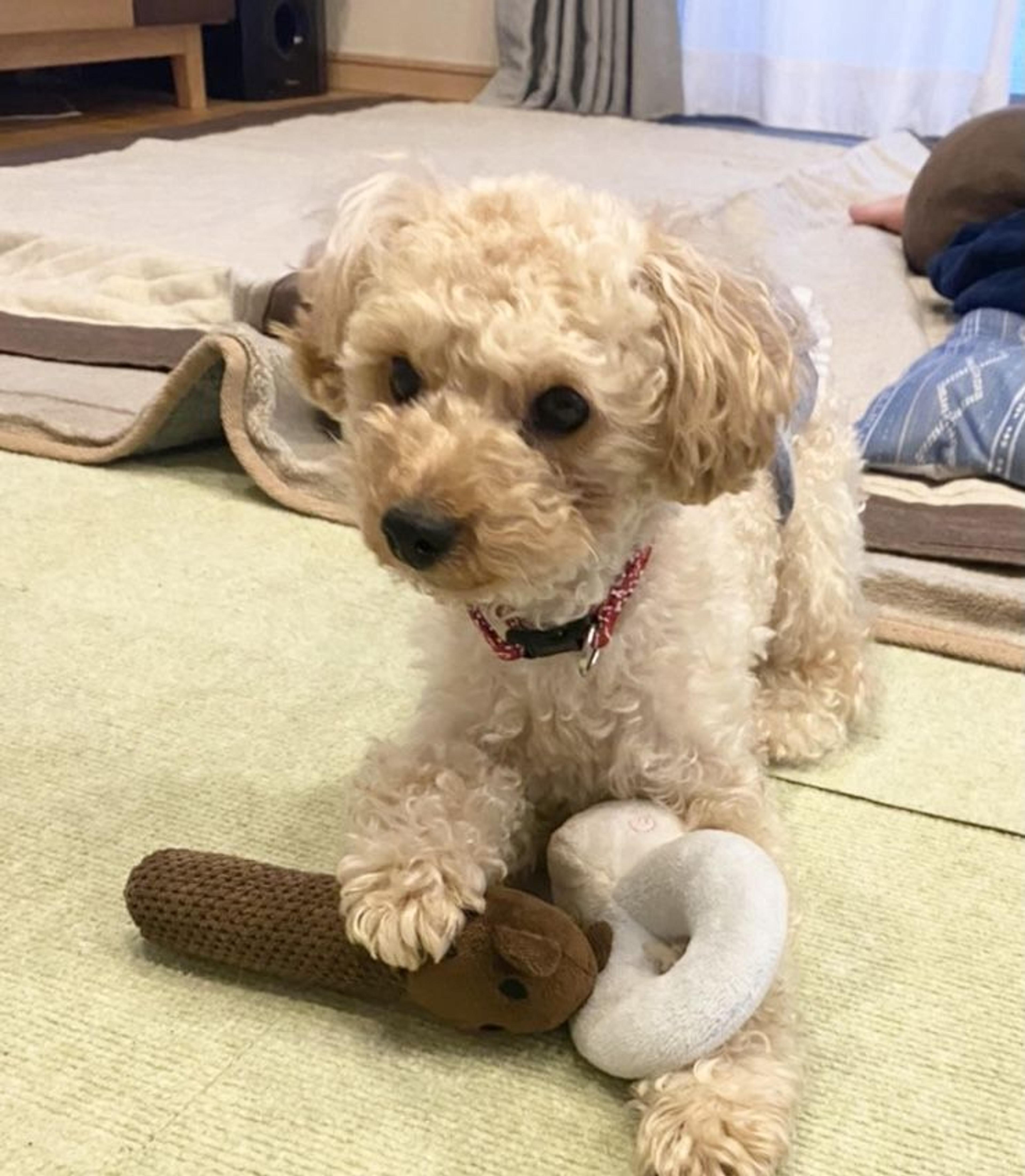 pet-image-2