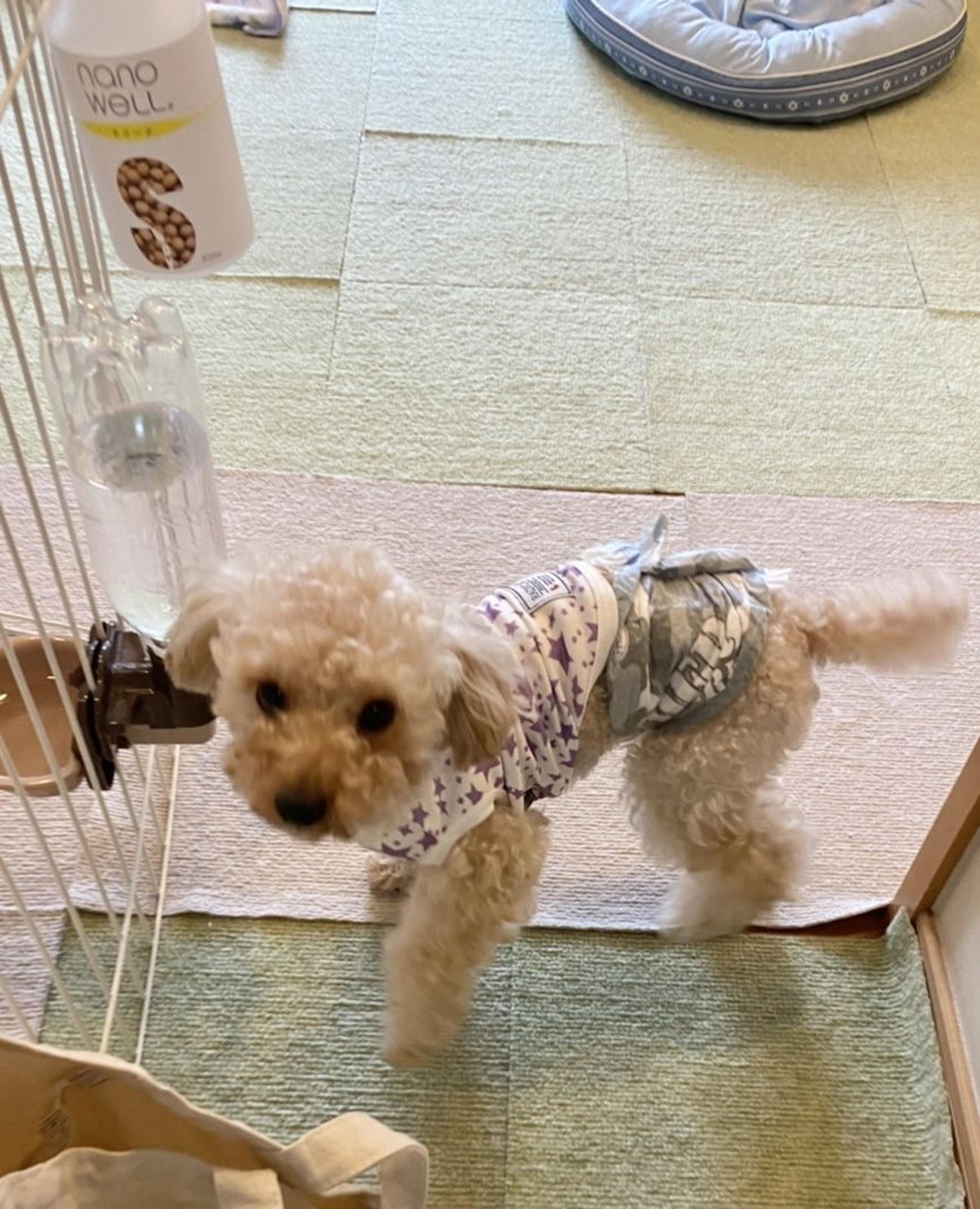 pet-image-3
