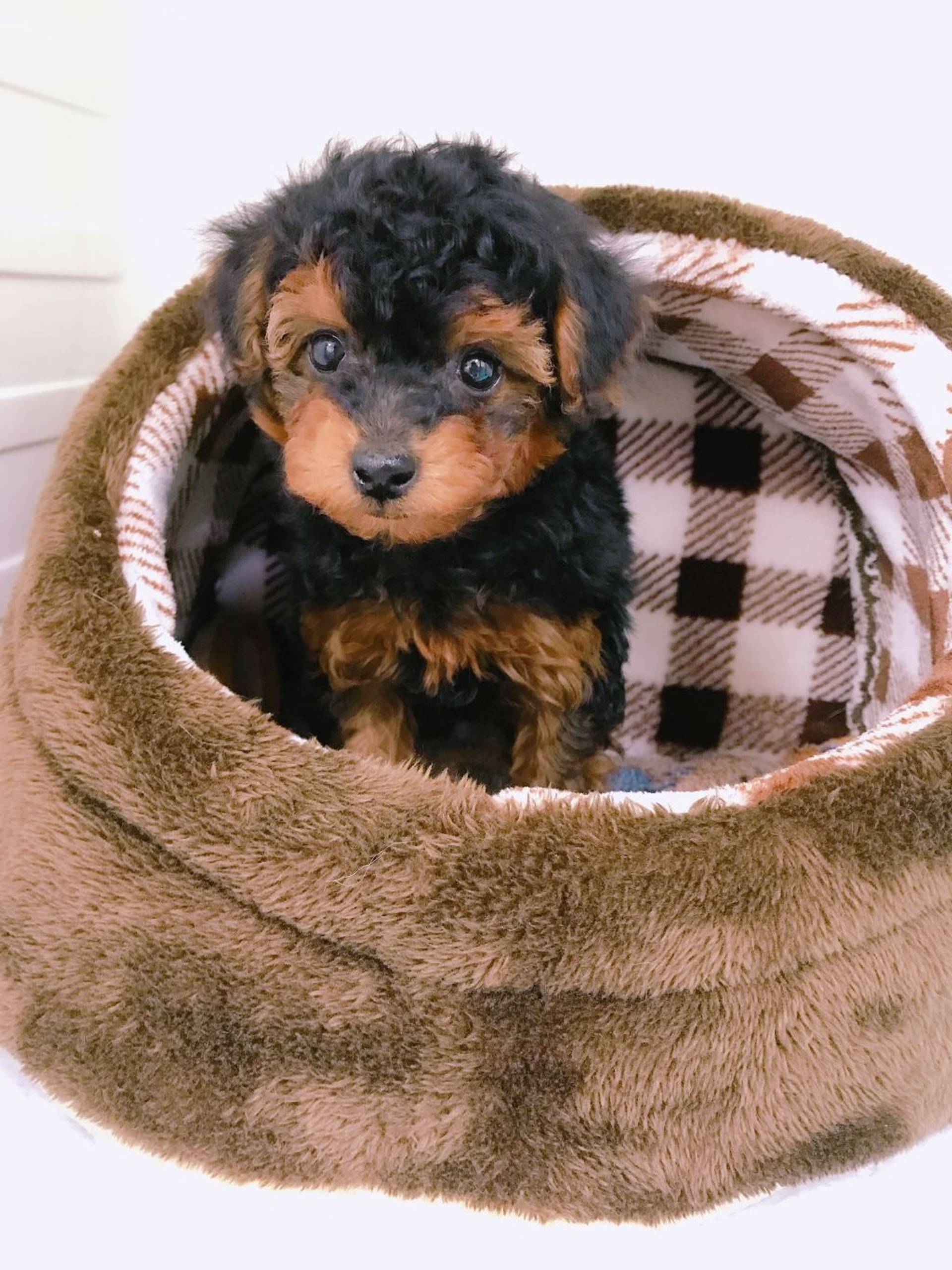 雑種（ミックス犬）・メスの里親募集の写真