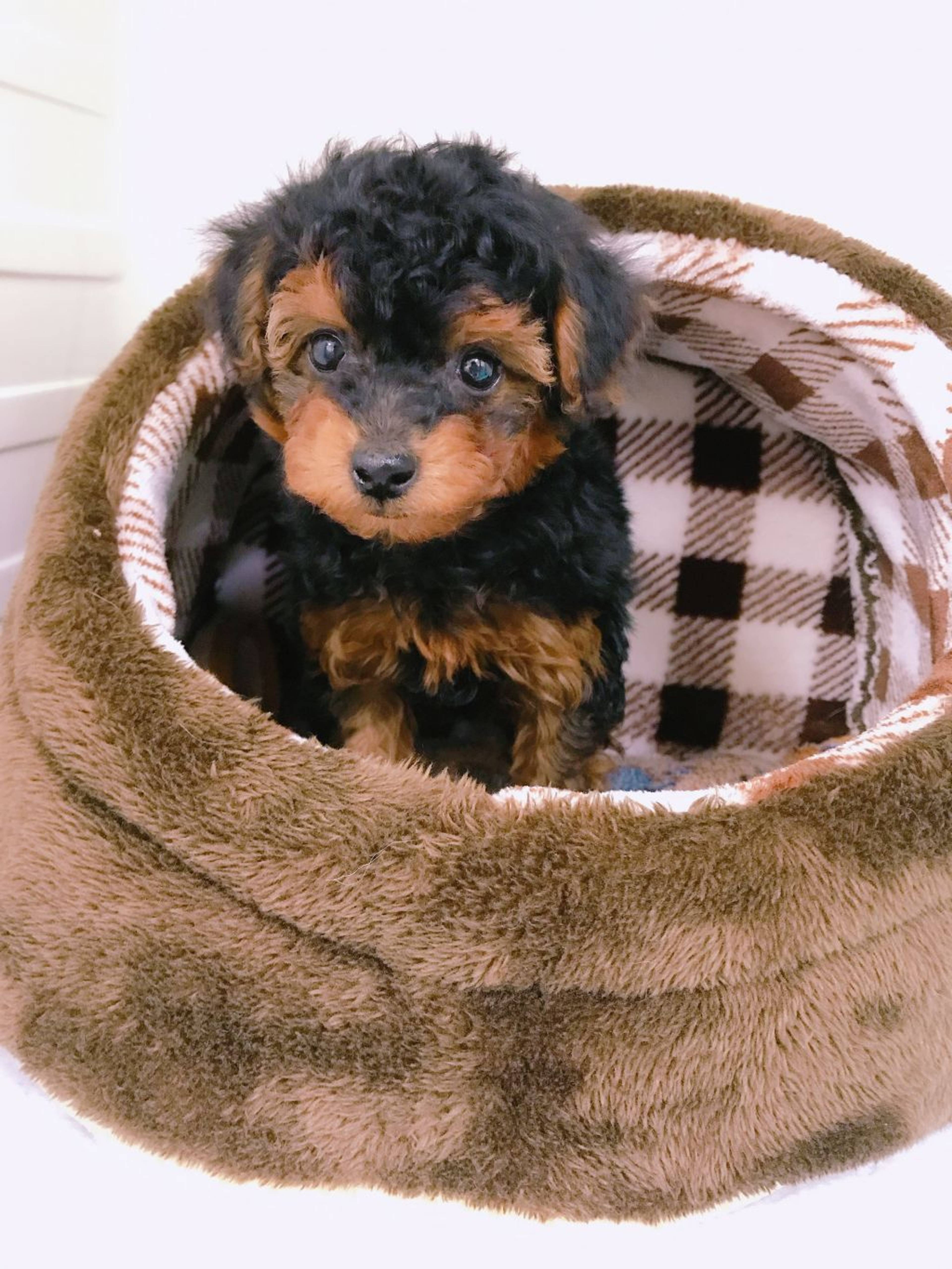 雑種（ミックス犬）・メスの里親募集の写真