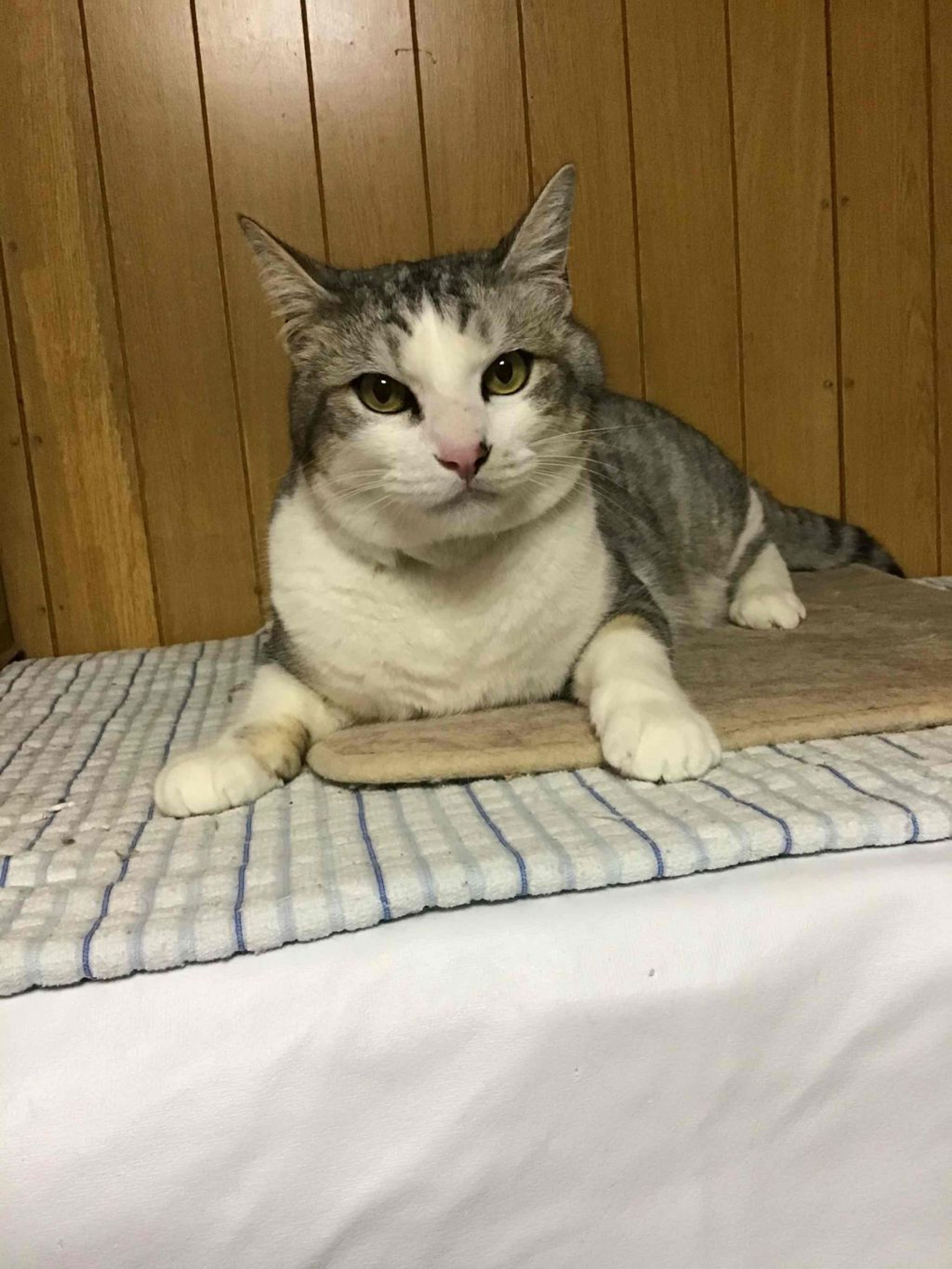 雑種（ミックス猫）・オスの里親募集の写真