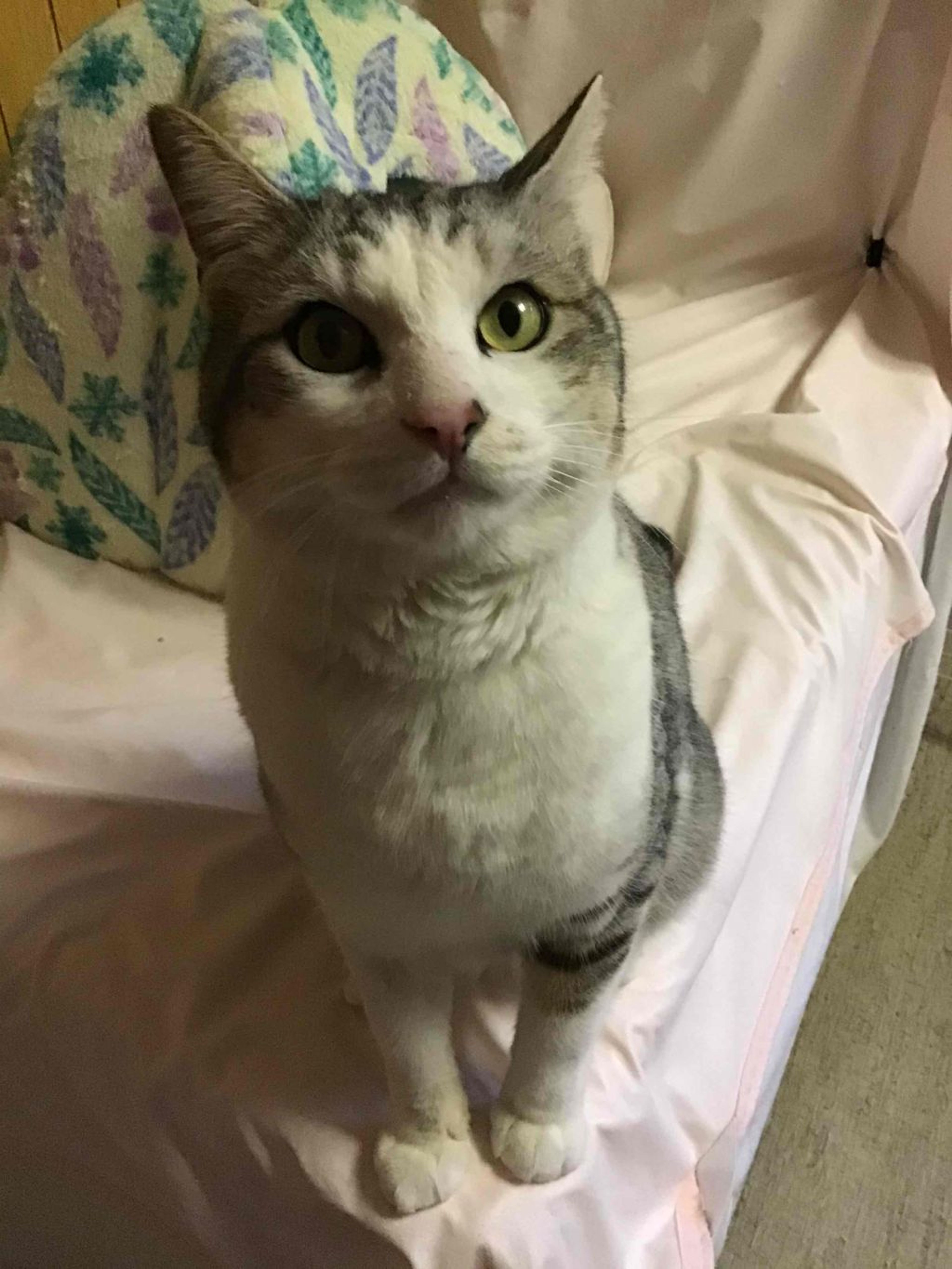 pet-image-2