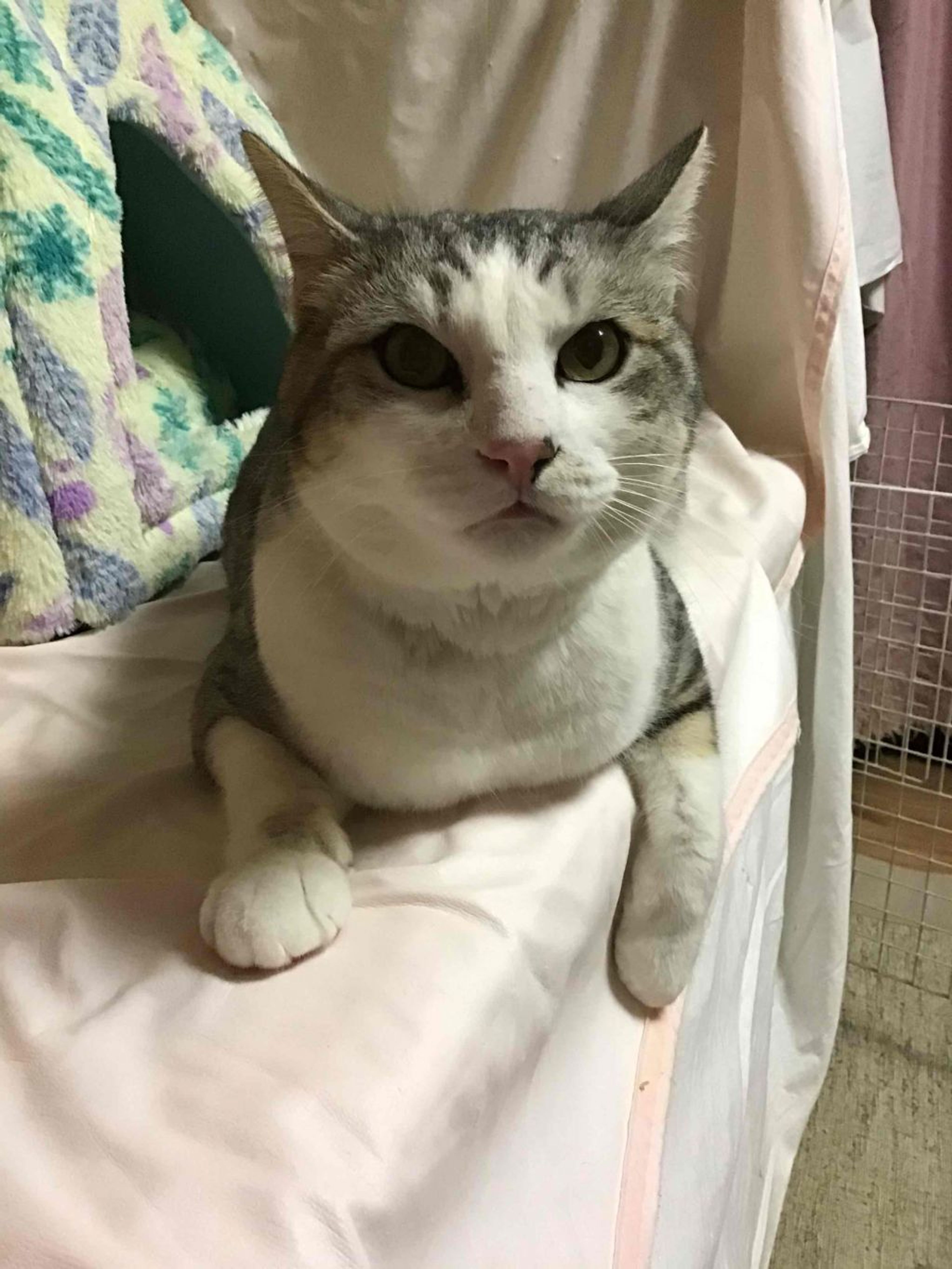 pet-image-3
