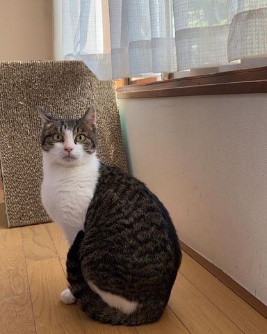 みみちゃんの写真