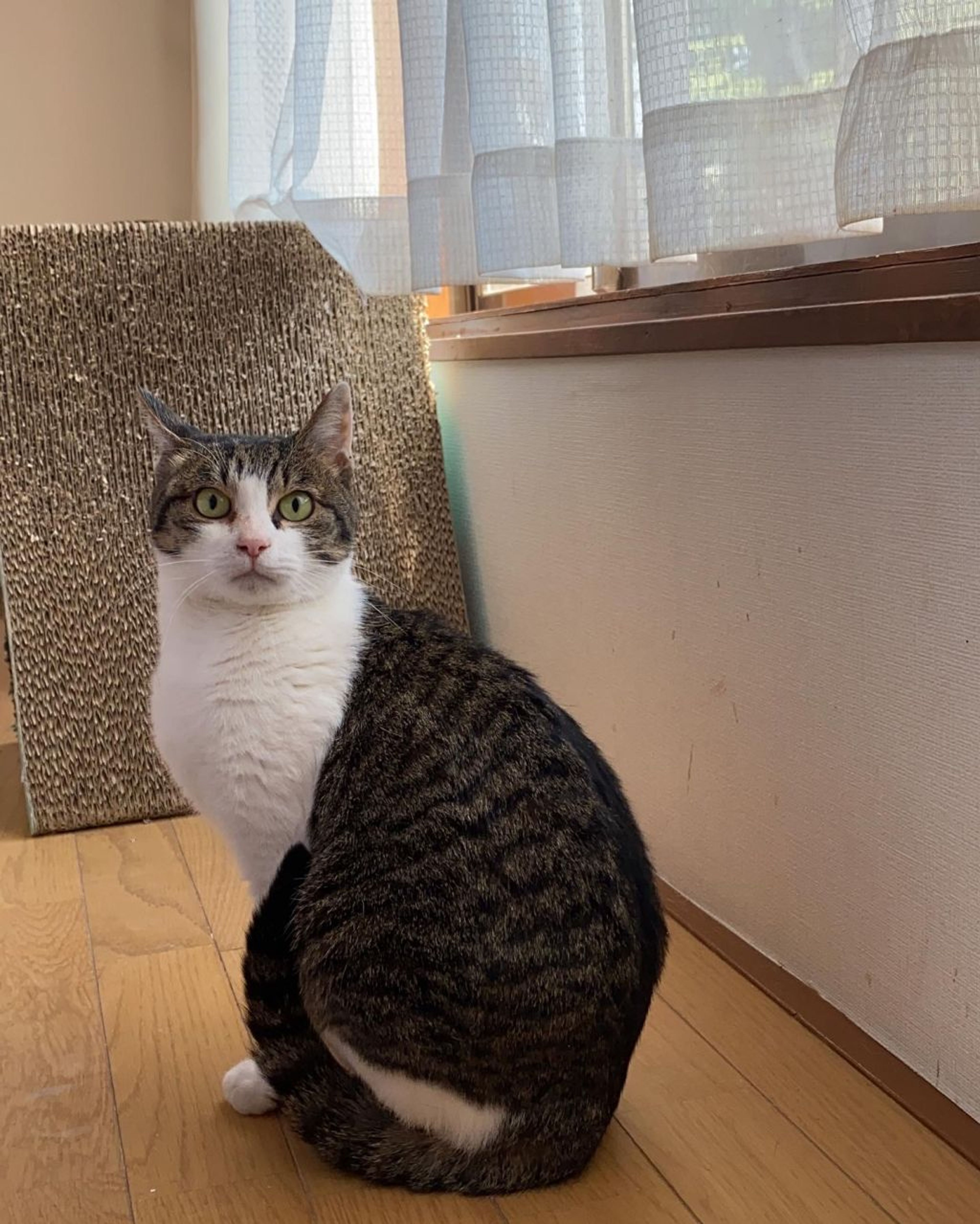 雑種（ミックス猫）・メスの里親募集の写真