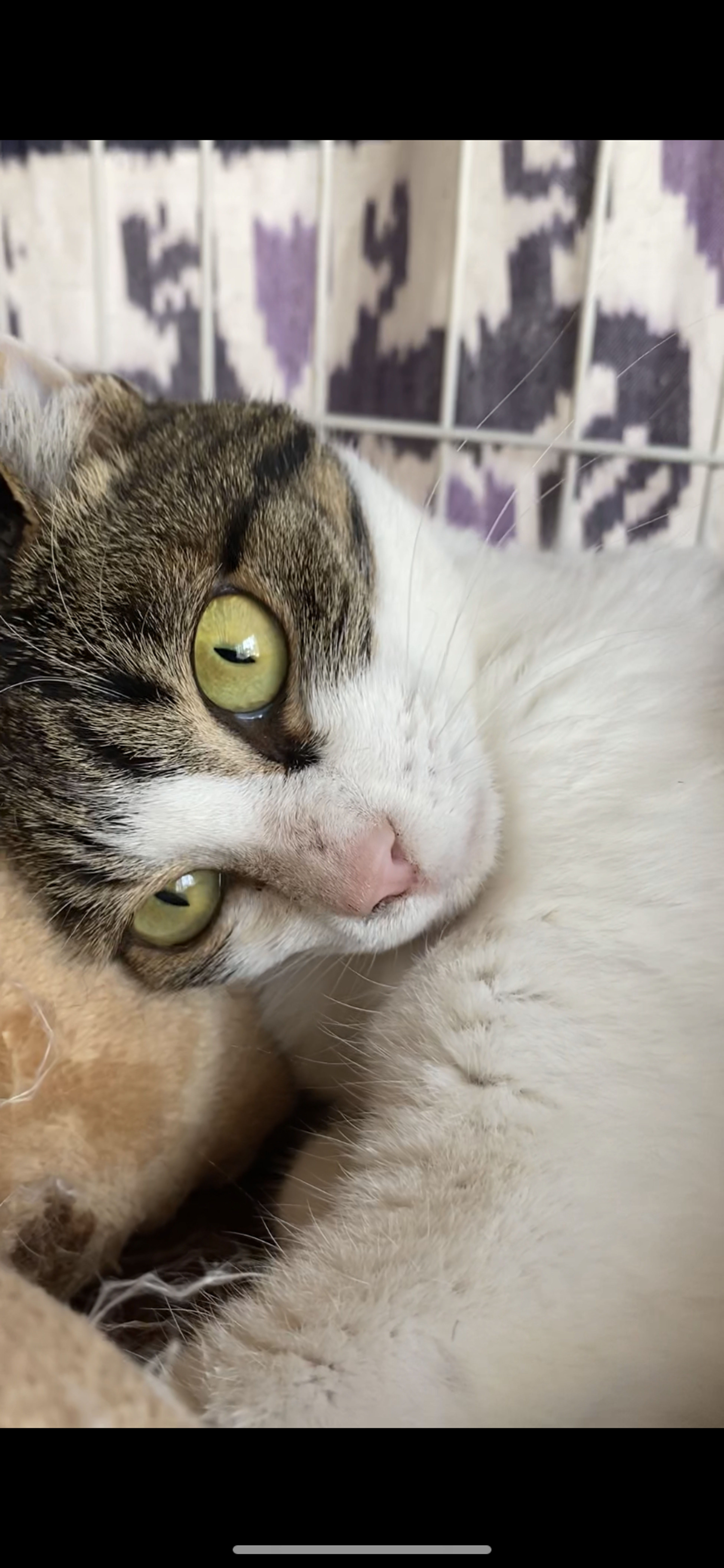 pet-image-5