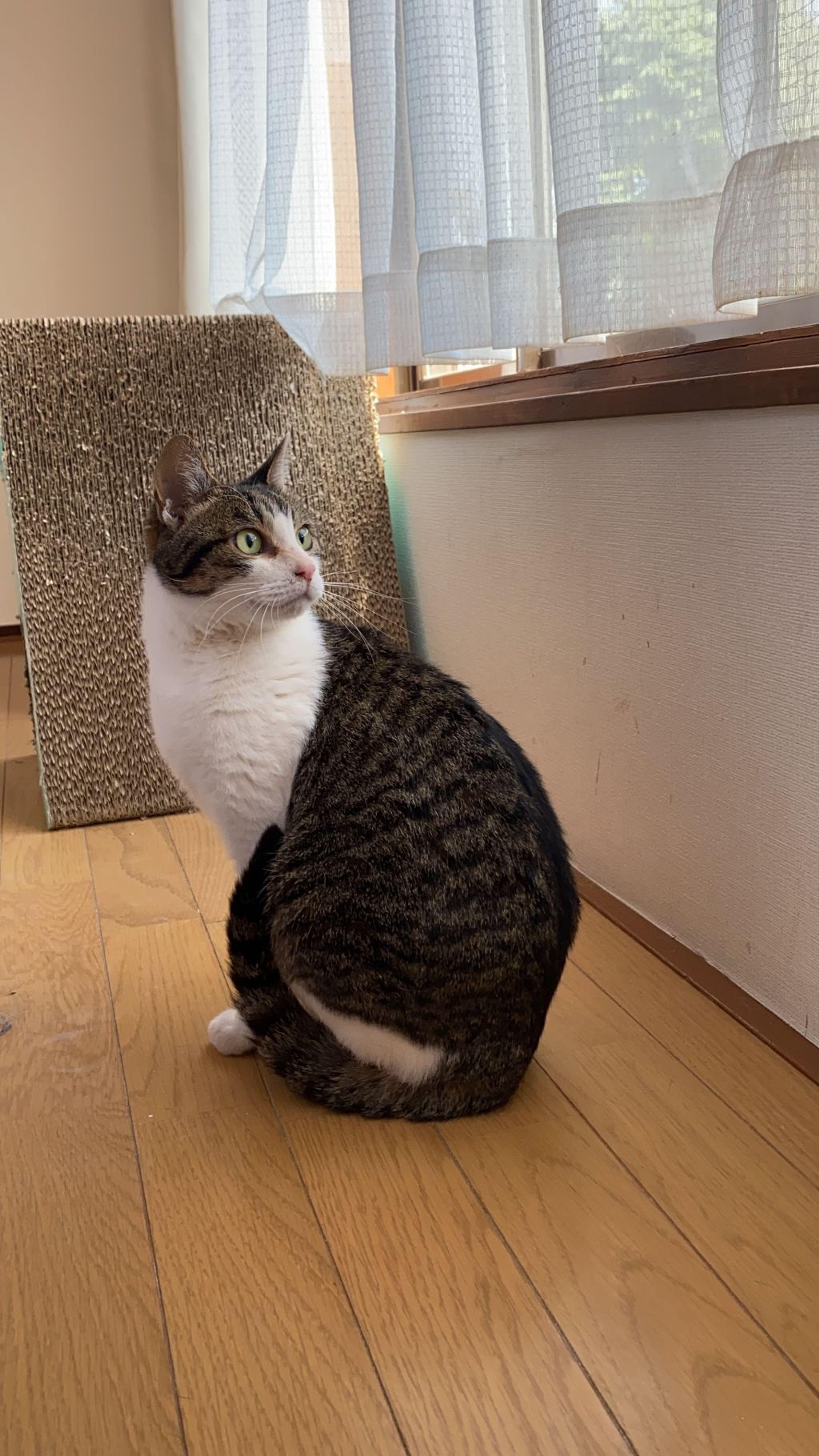 pet-image-6