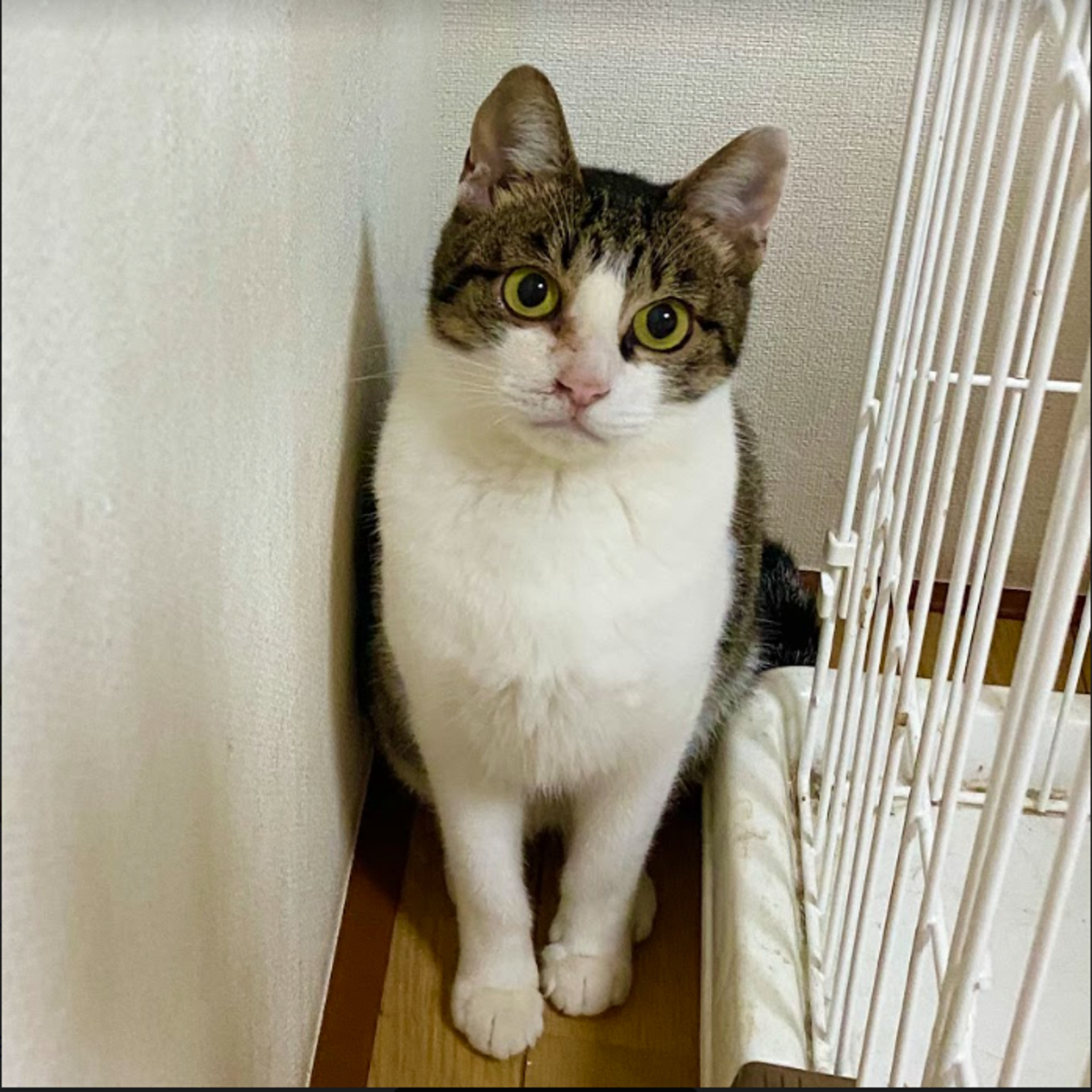 pet-image-7