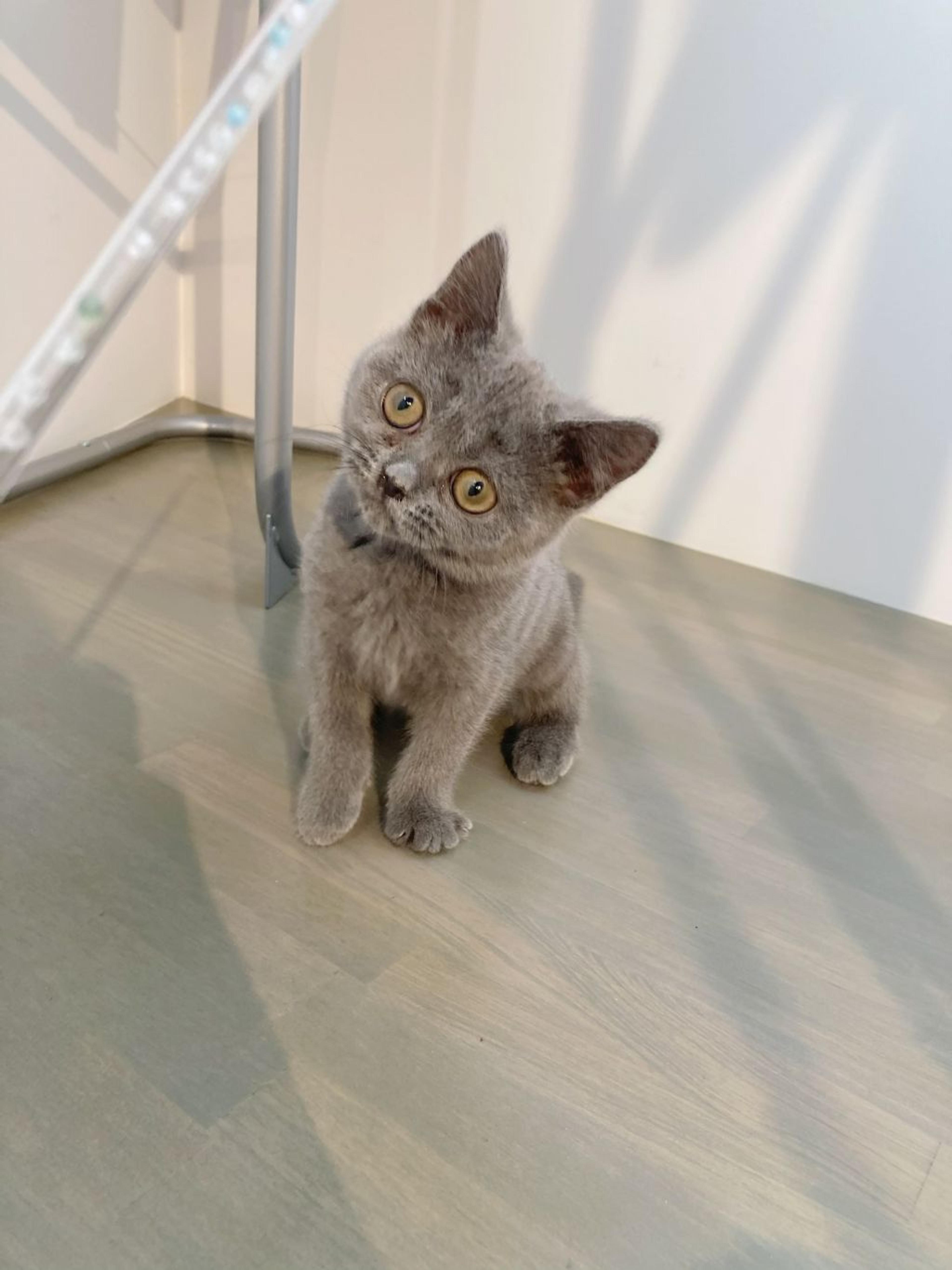 pet-image-2