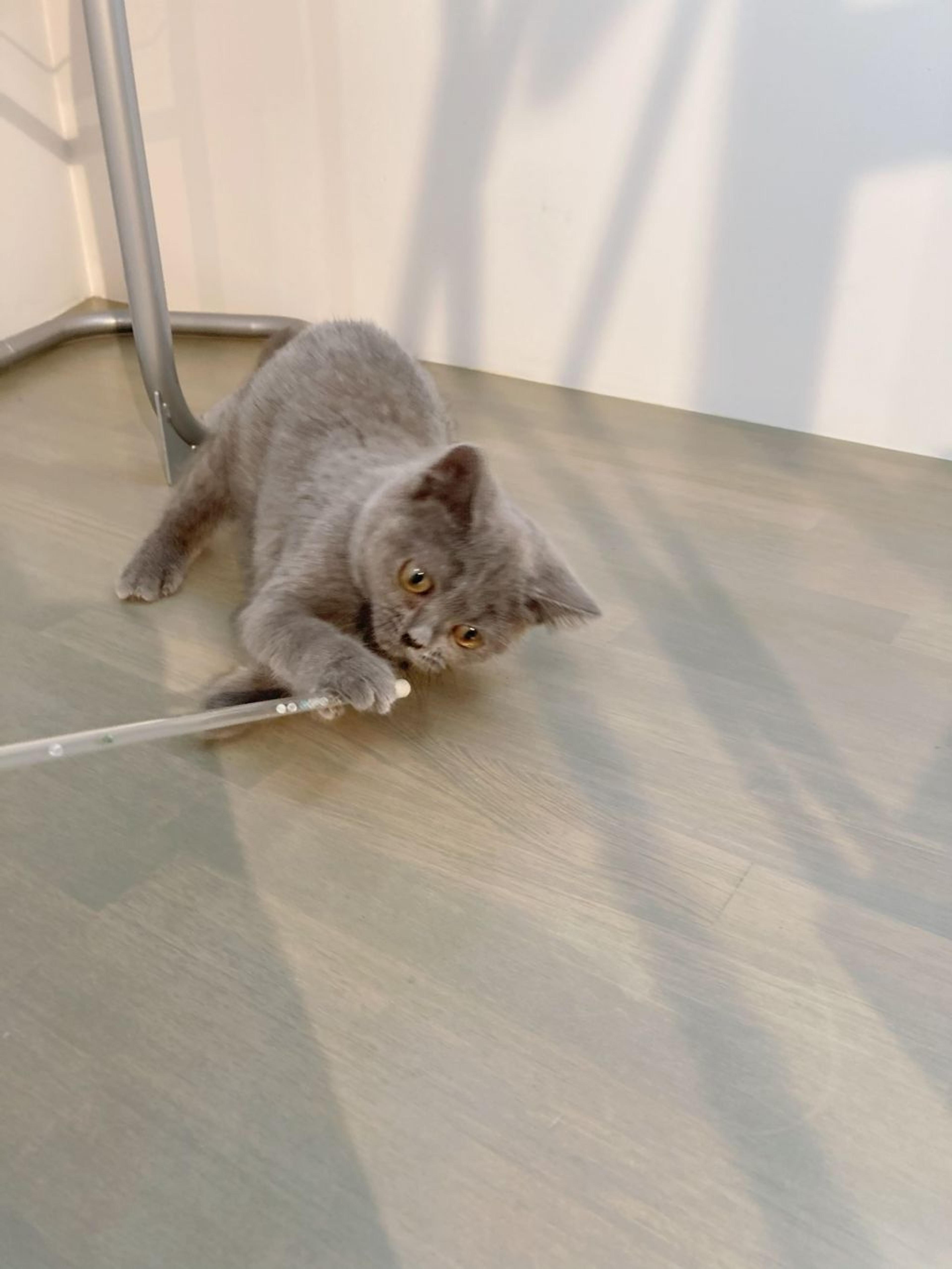 pet-image-3
