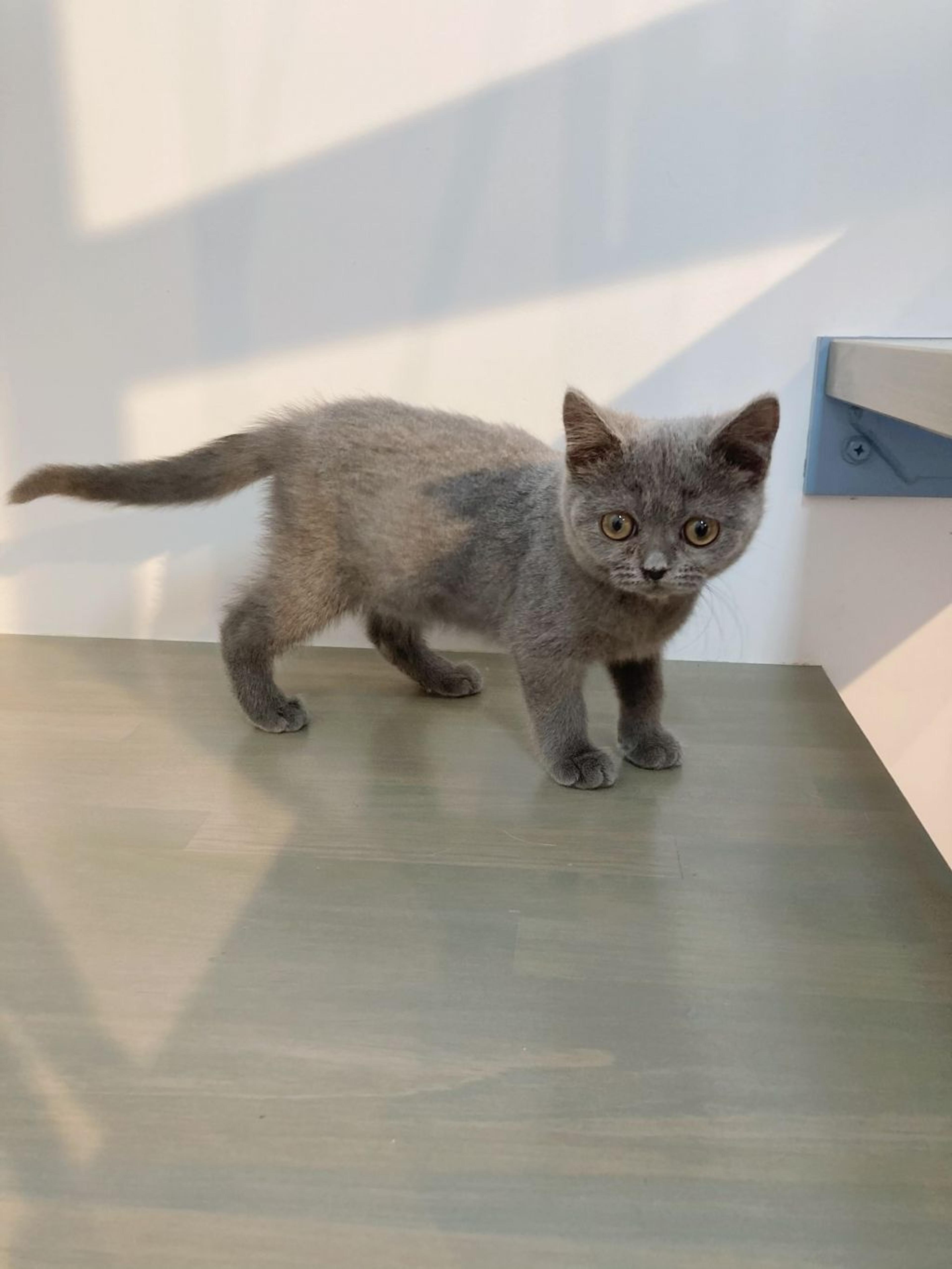 pet-image-4