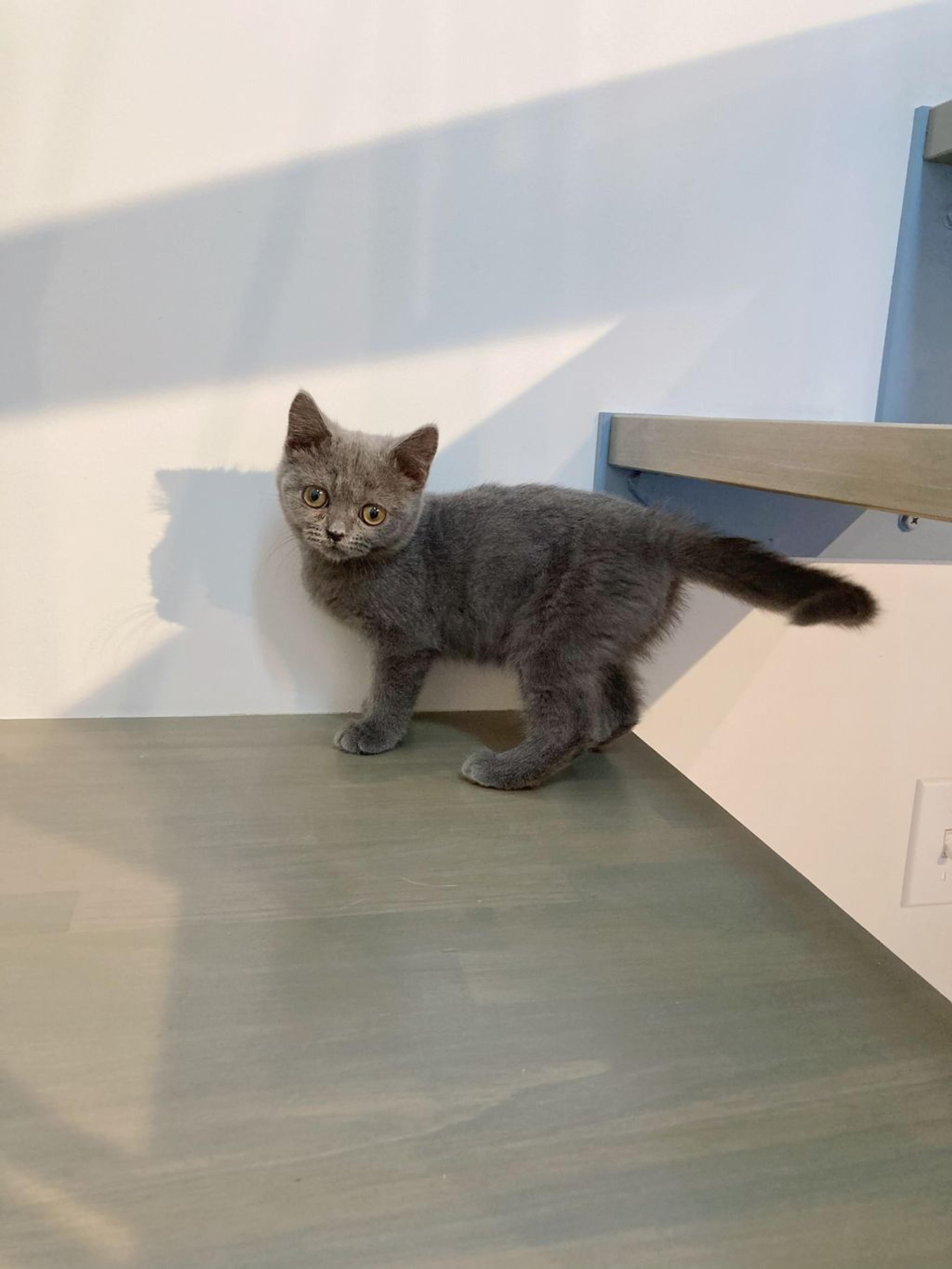 pet-image-5