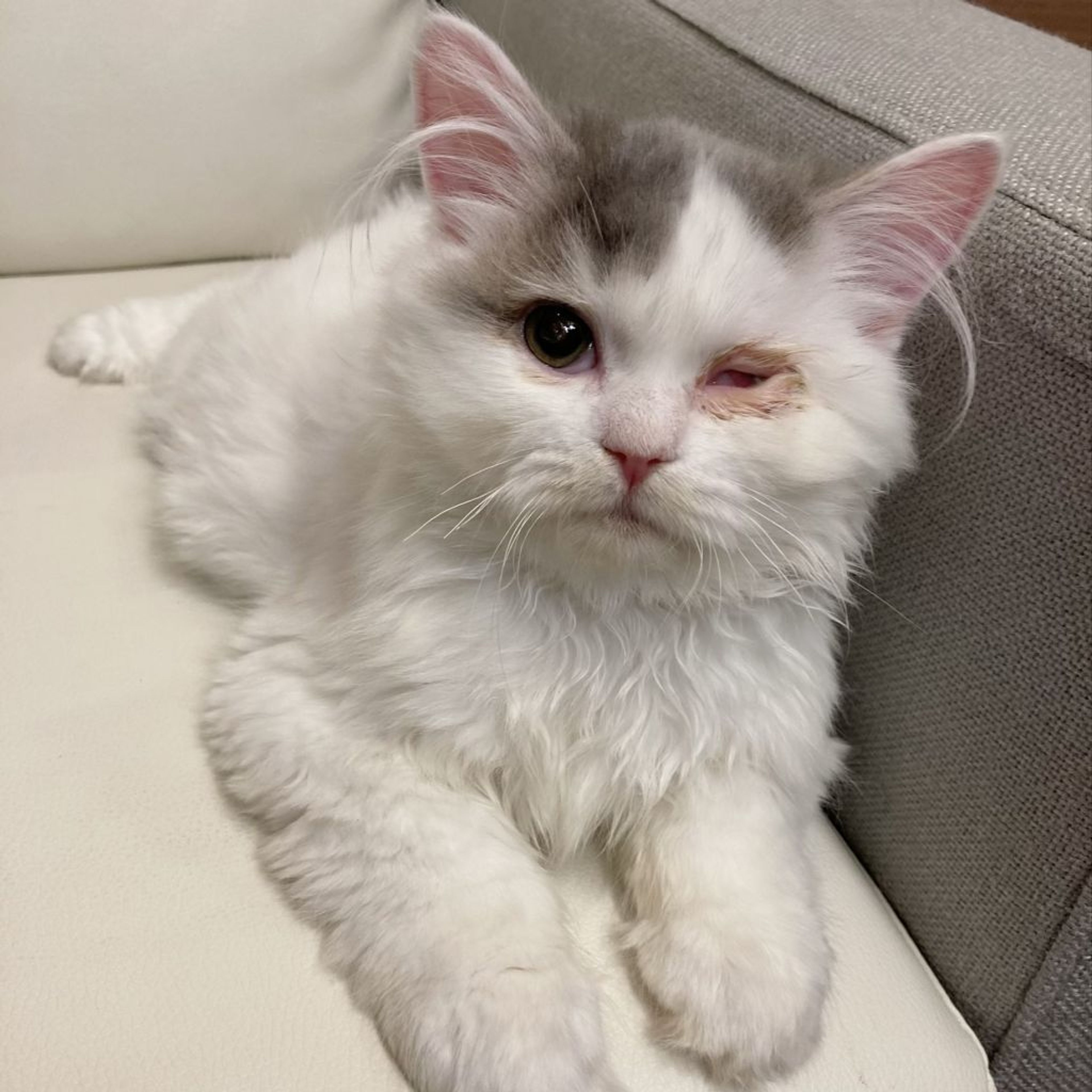pet-image-3
