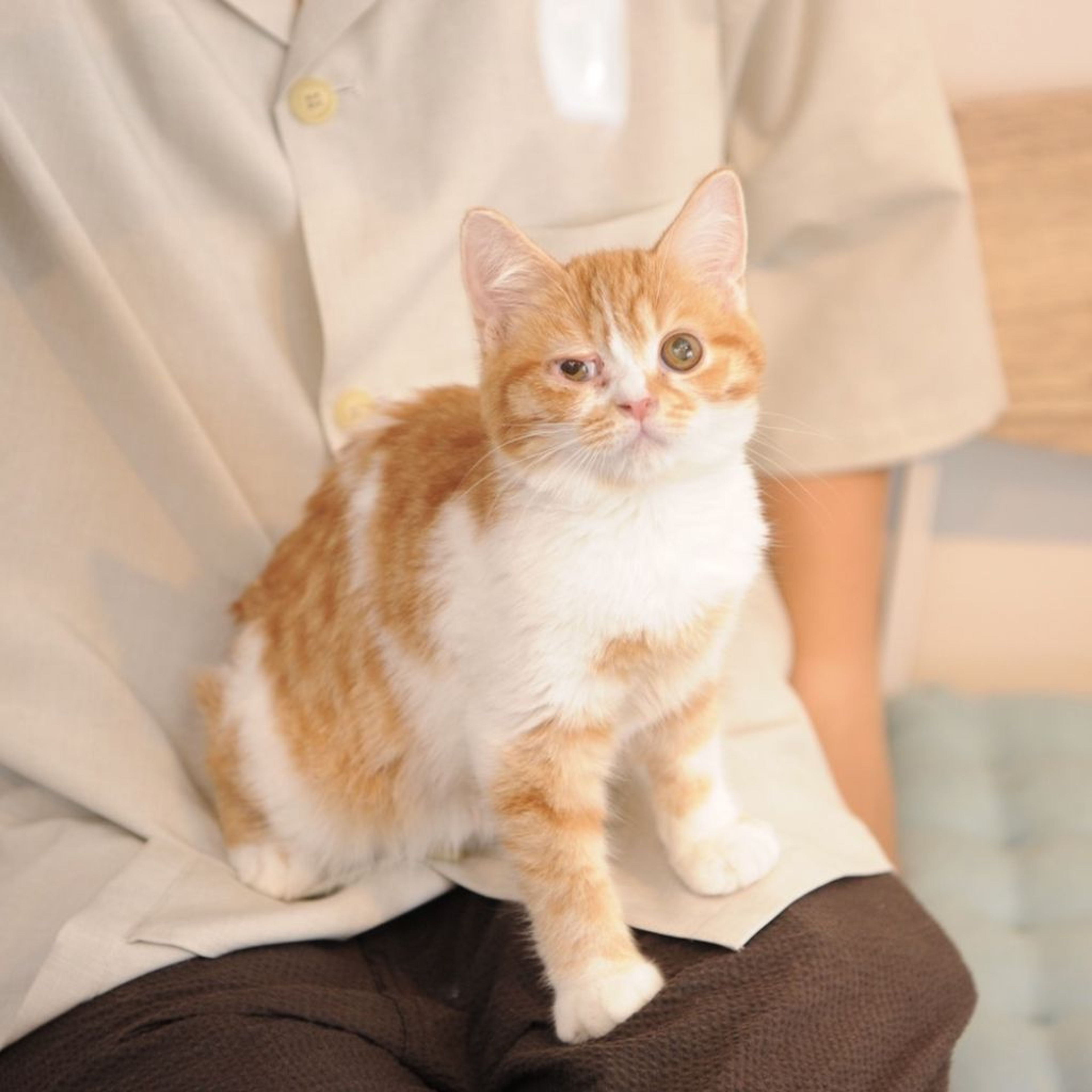 pet-image-3