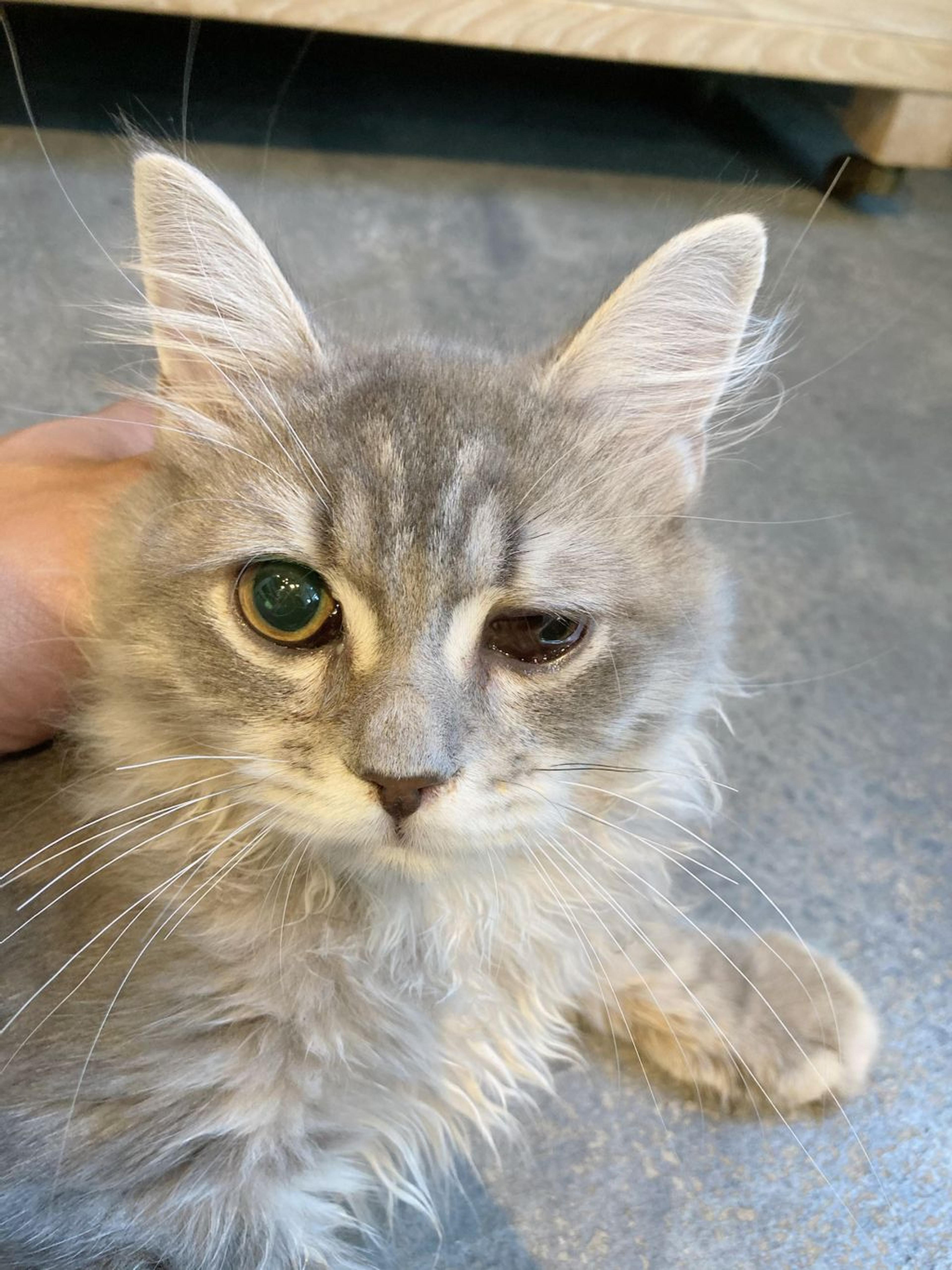 pet-image-2