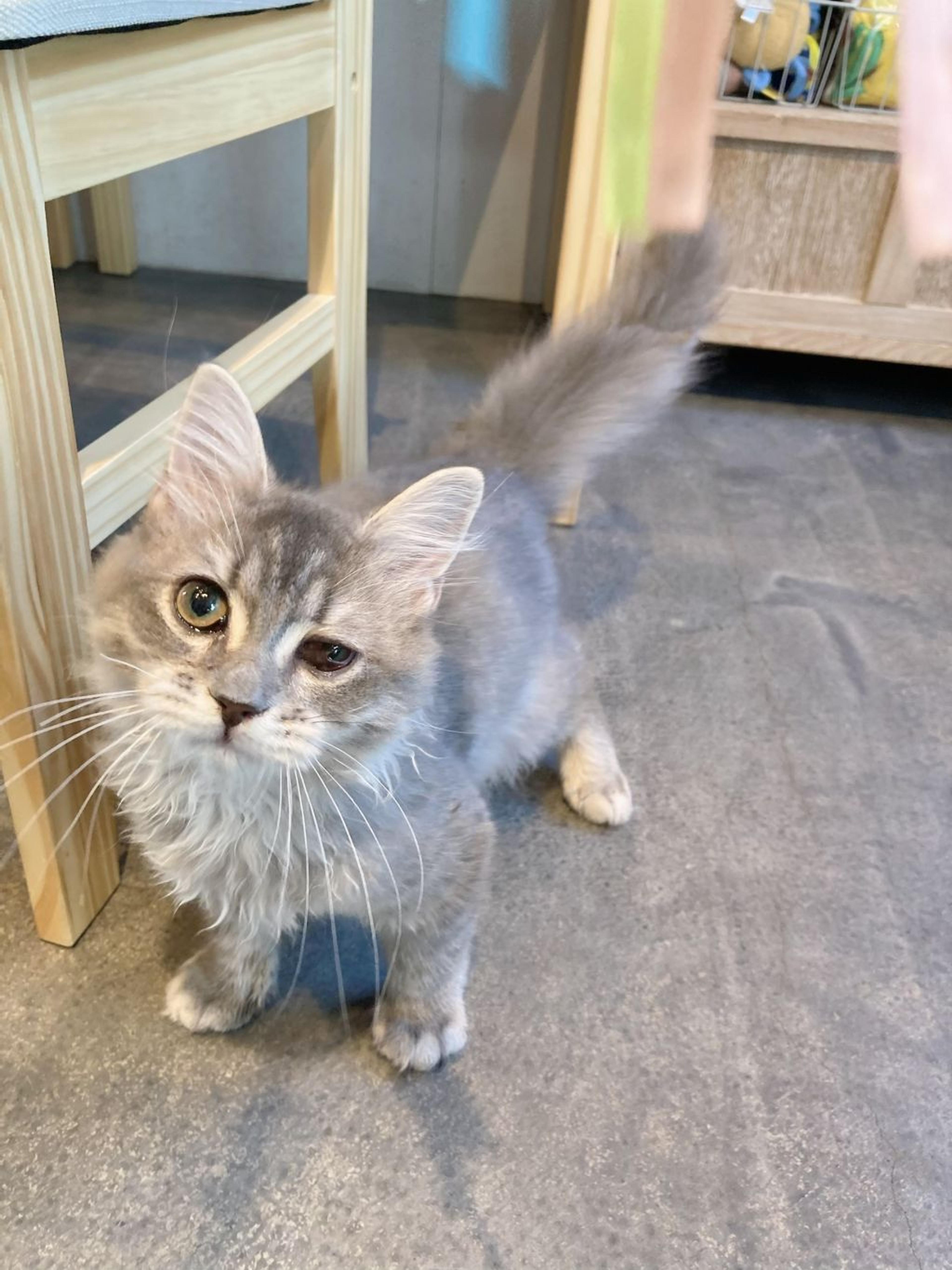pet-image-3