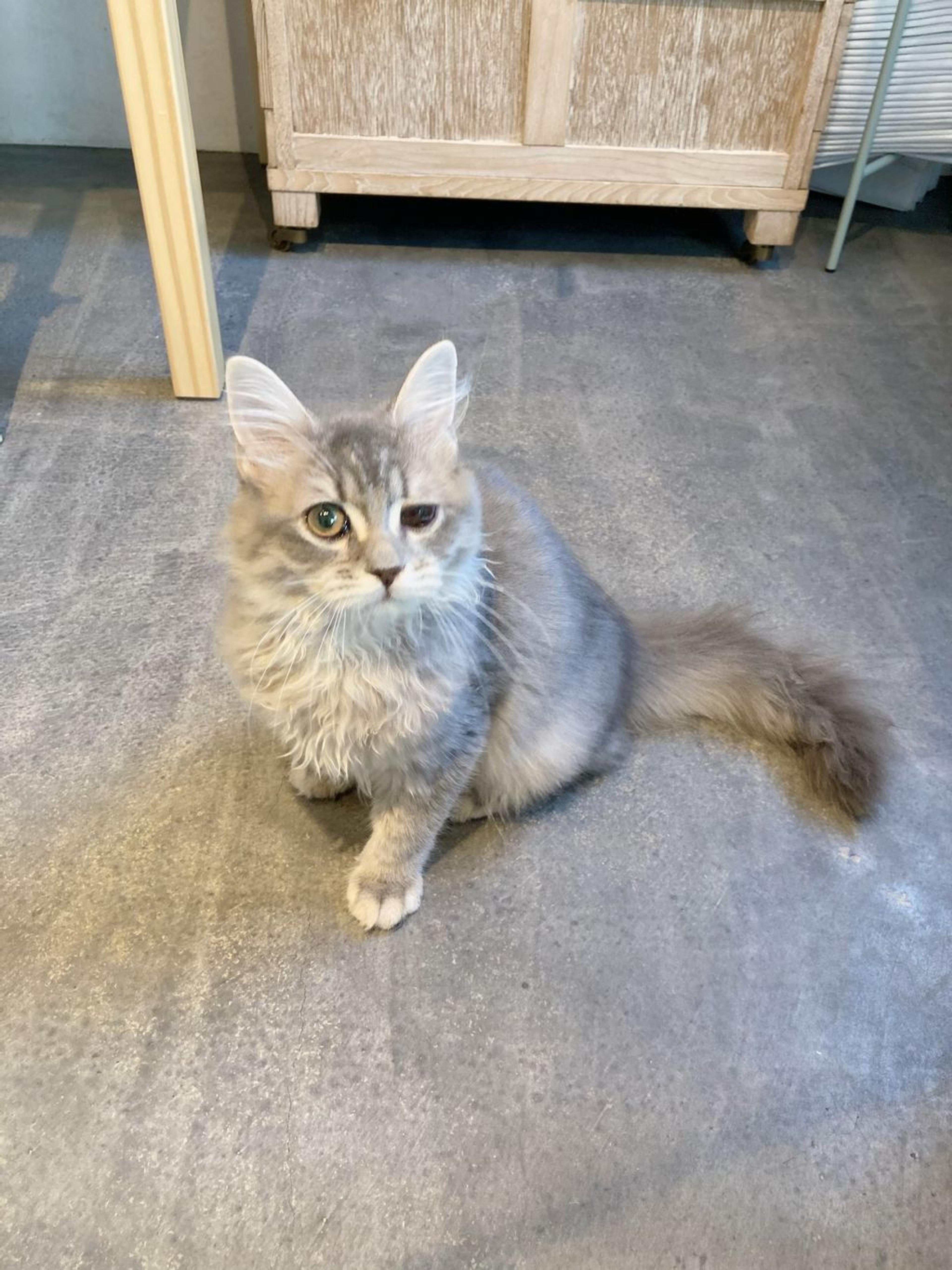 pet-image-4