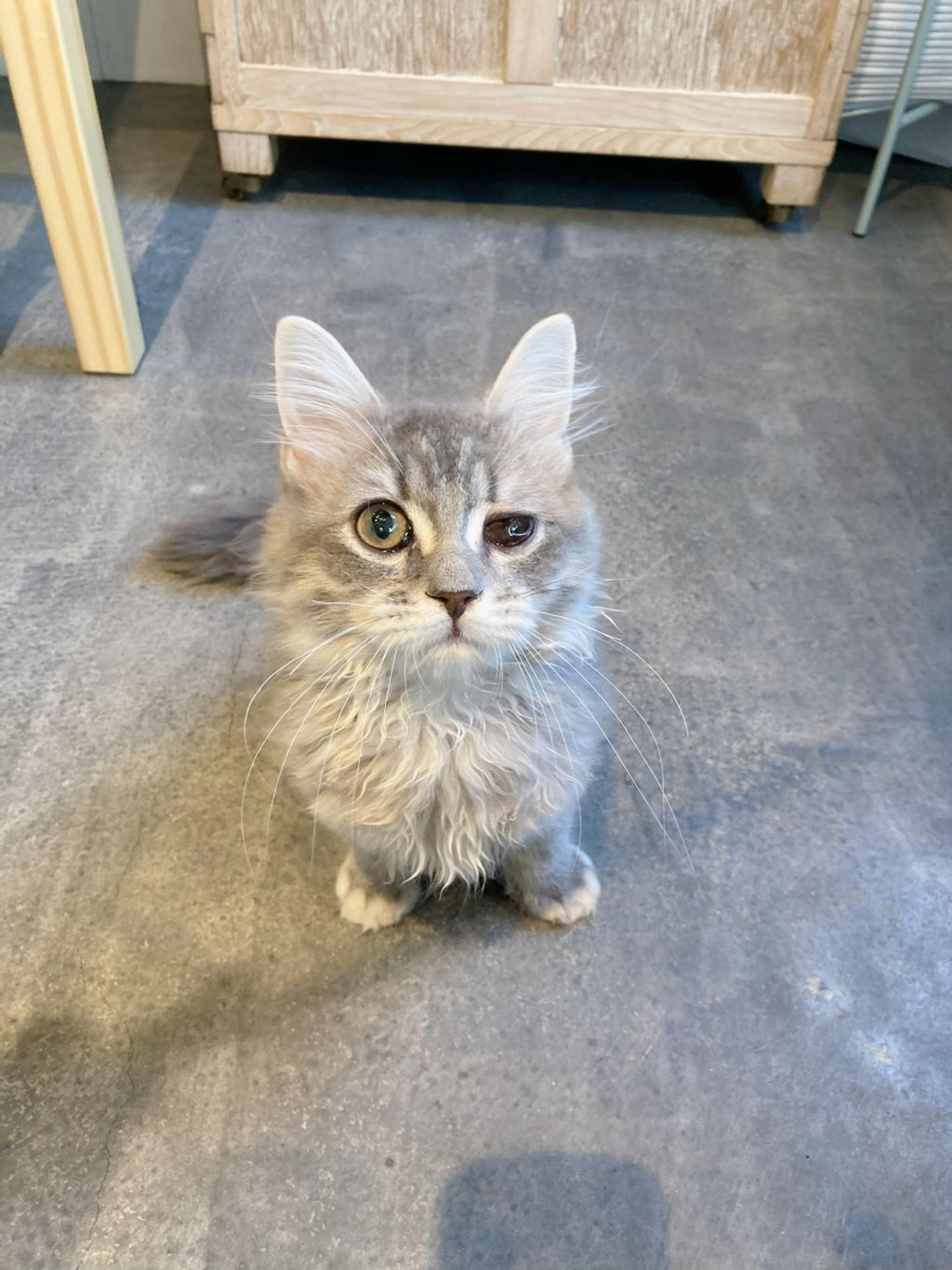 pet-image-5
