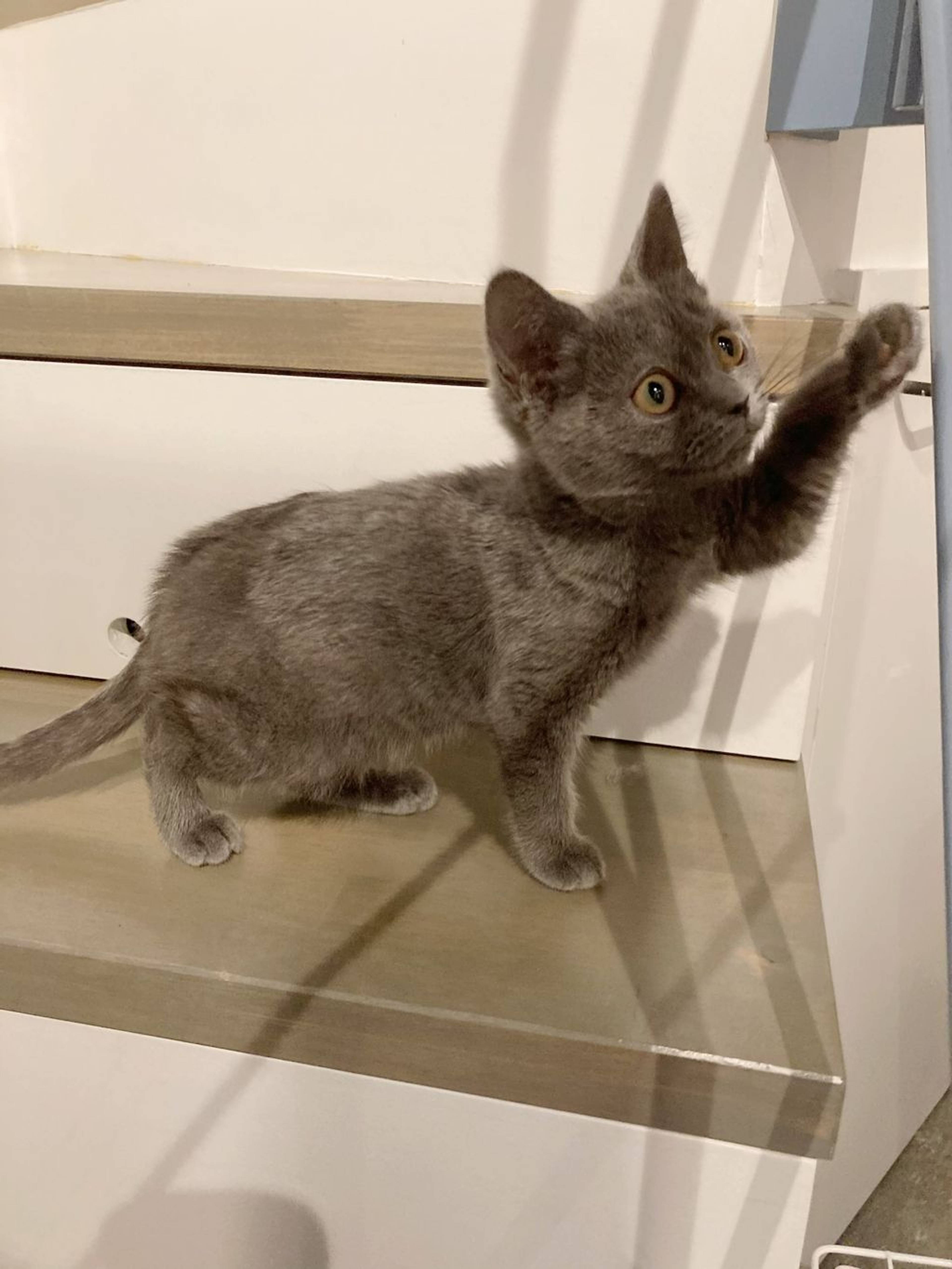 ブリティッシュショートヘア・メスの里親募集の写真