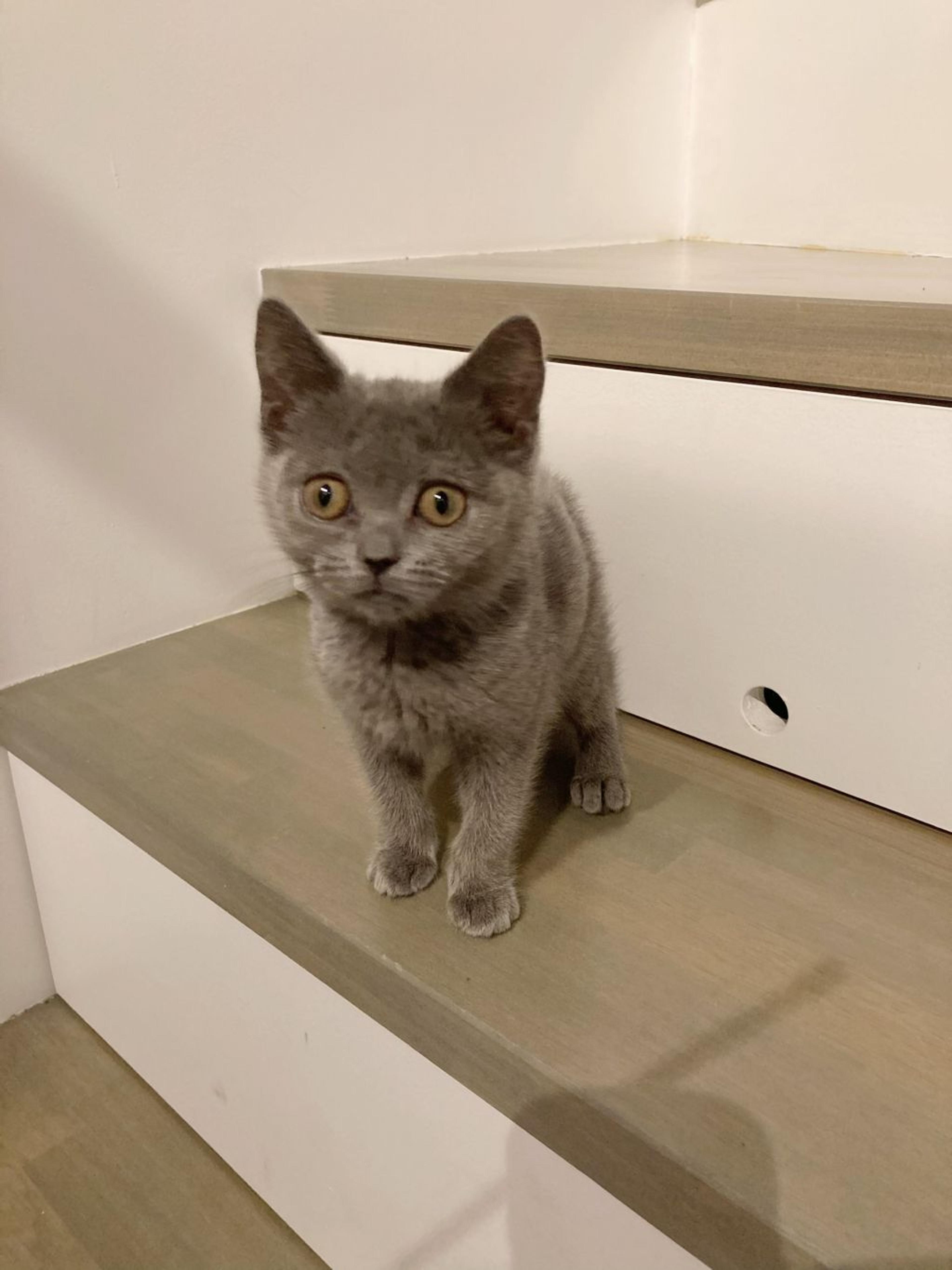 pet-image-3