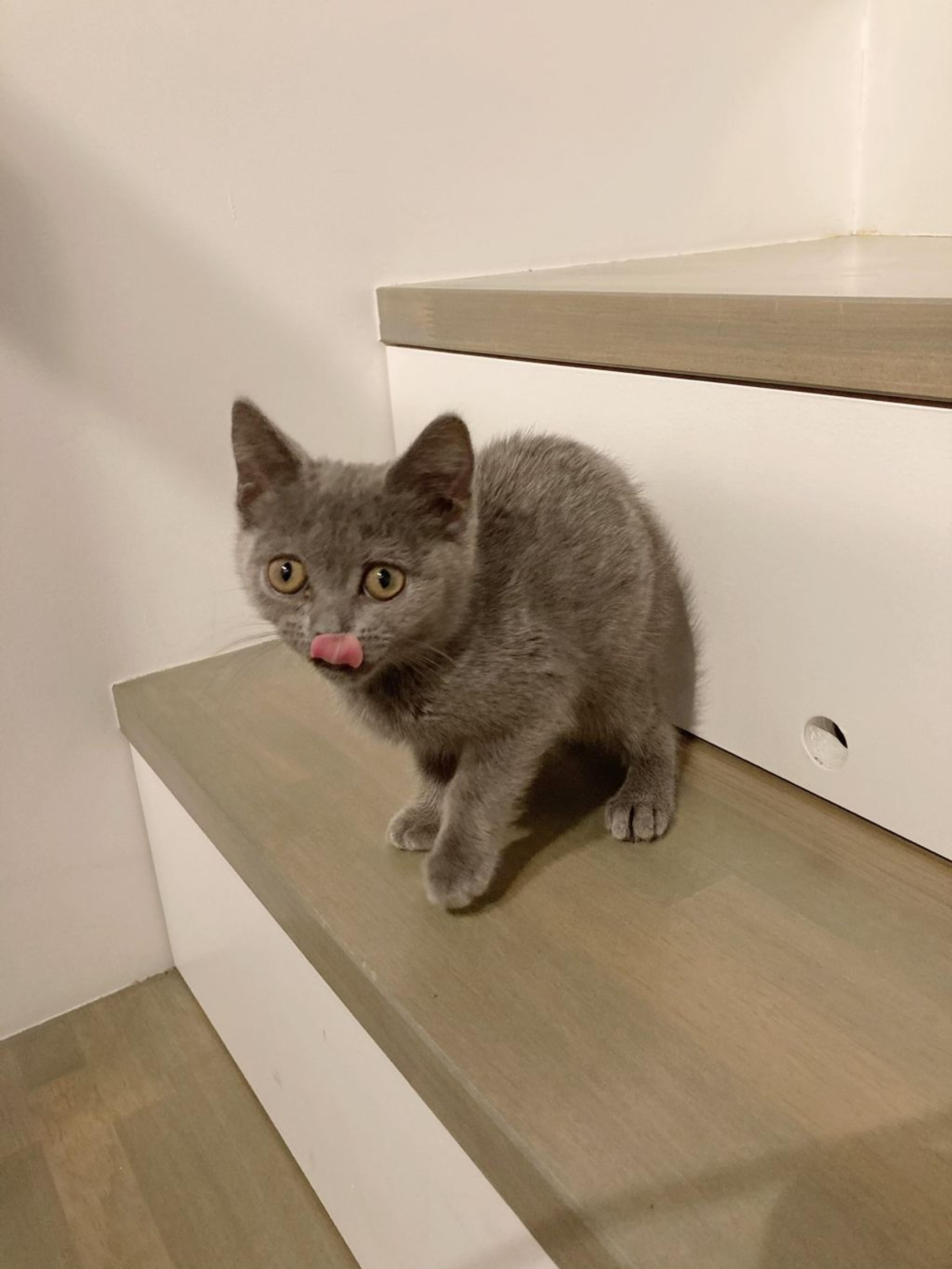 pet-image-4