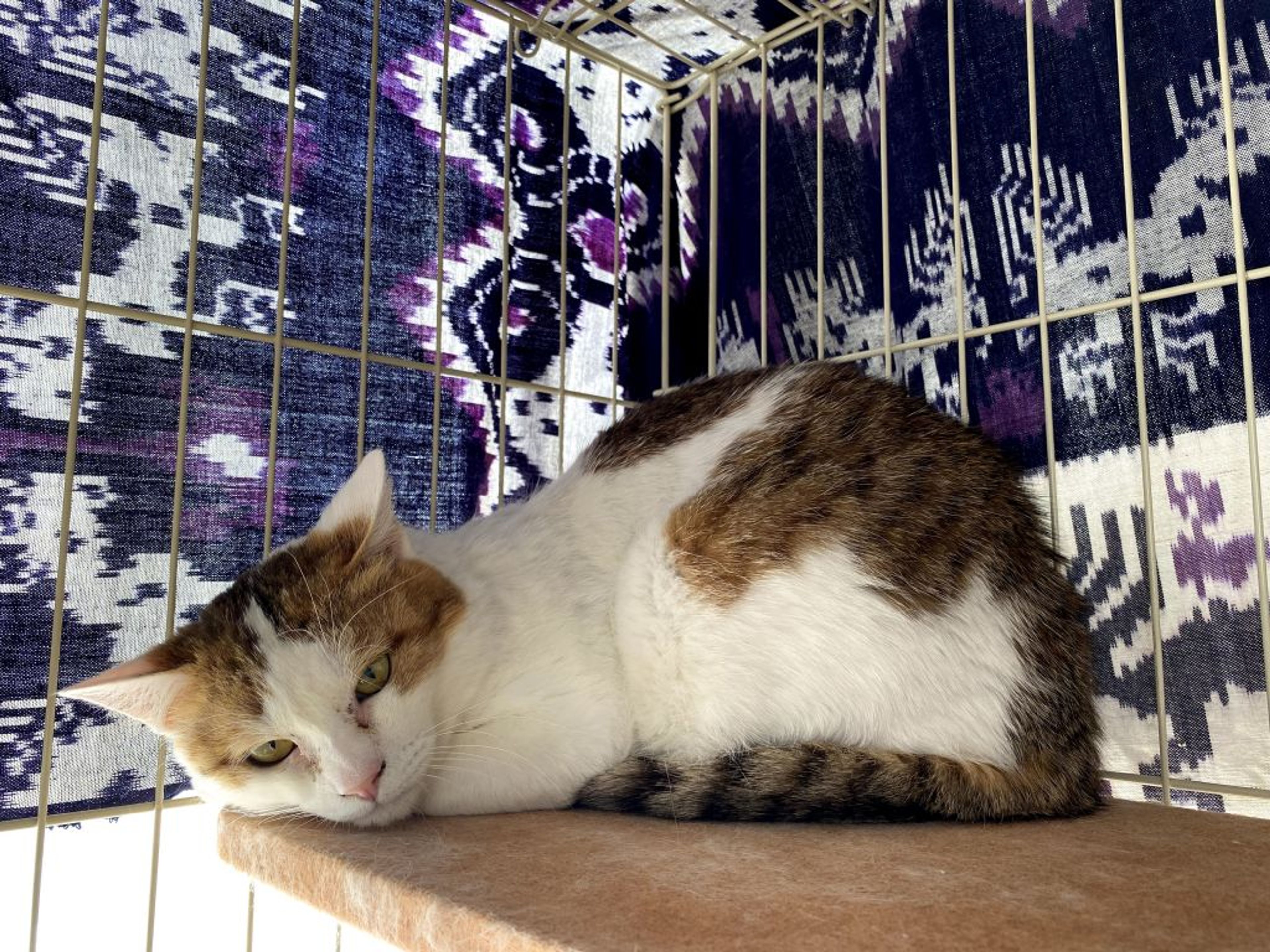 pet-image-2
