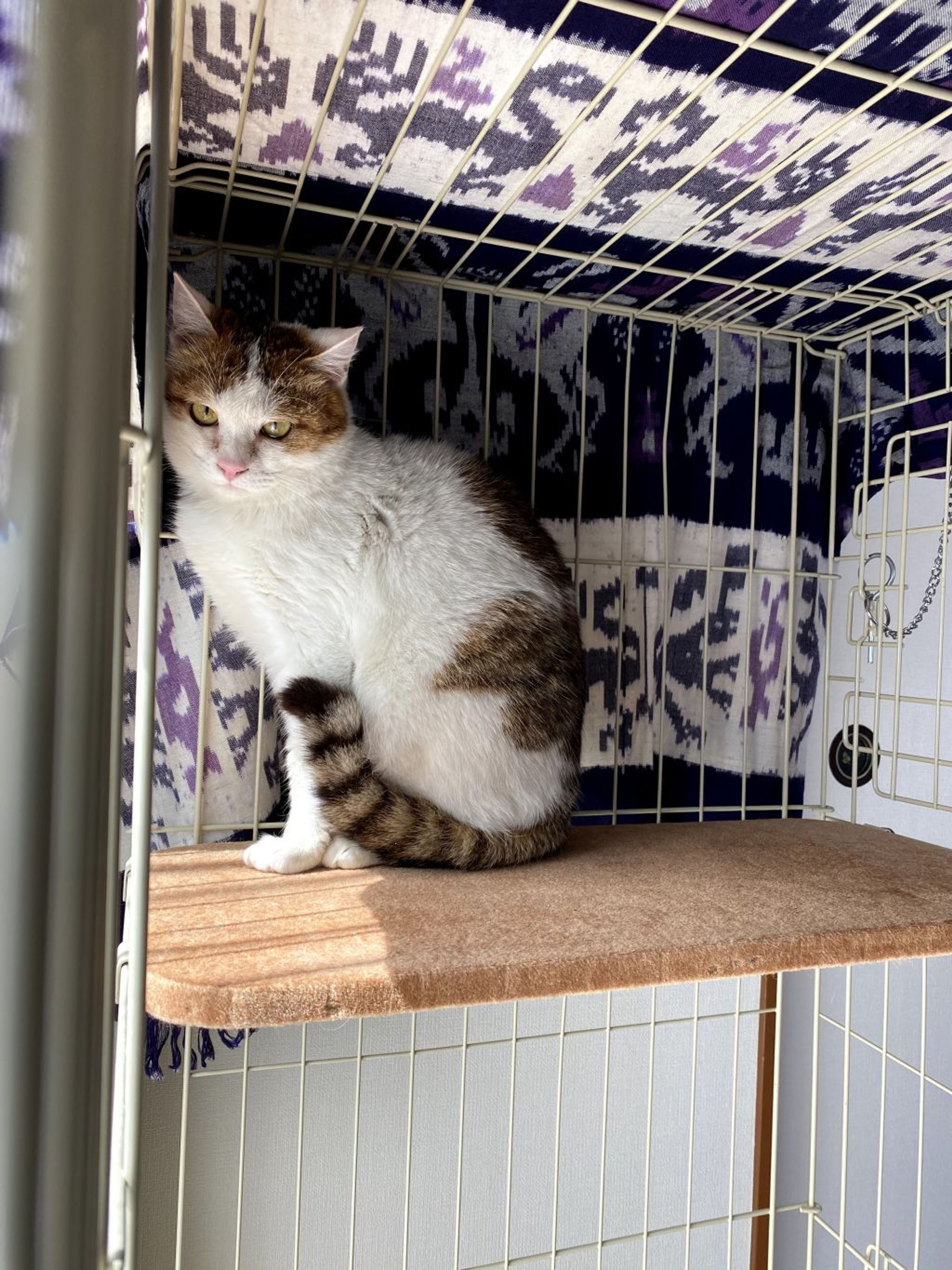 pet-image-4