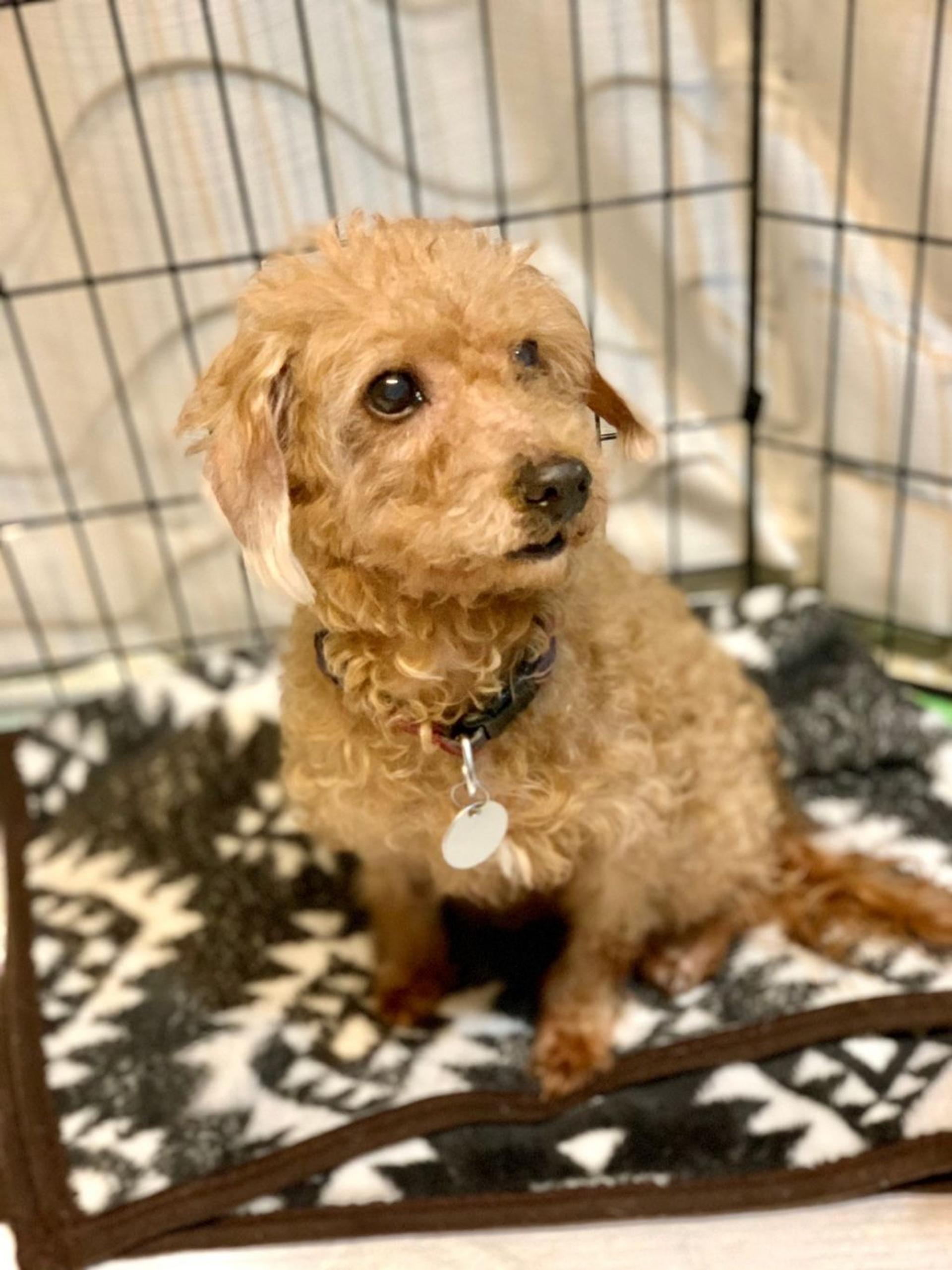 pet-image-3