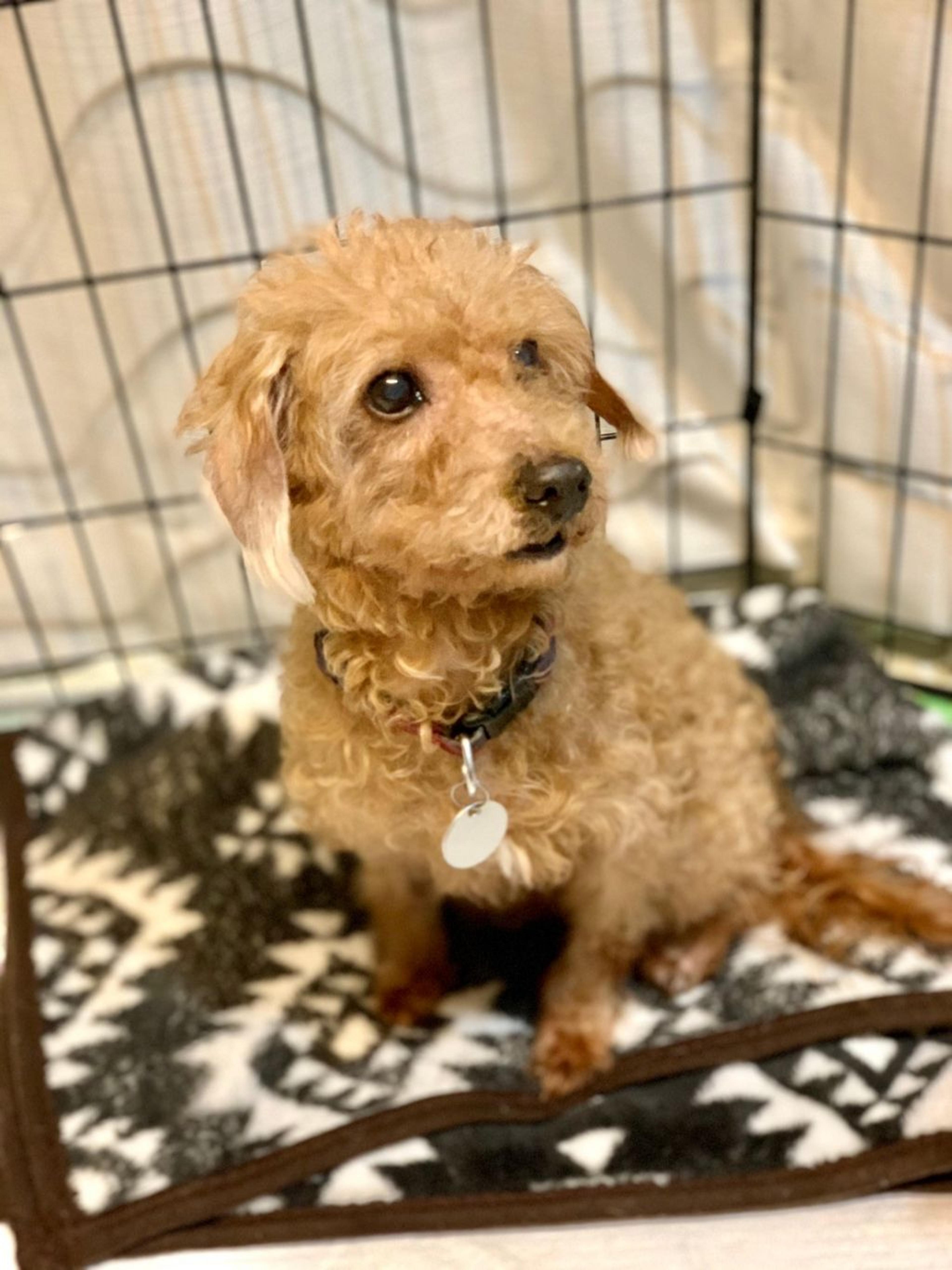 pet-image-3