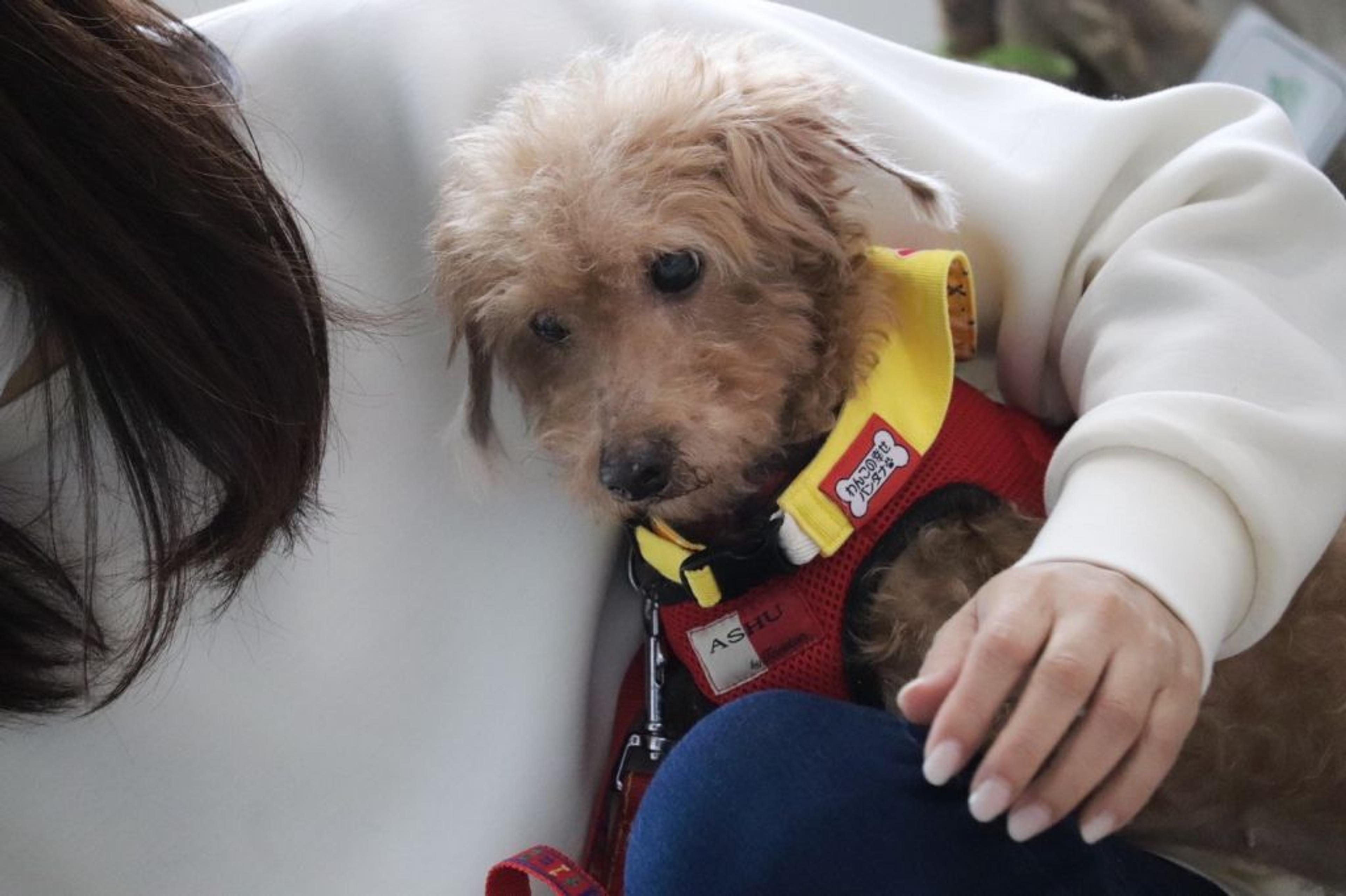 pet-image-5